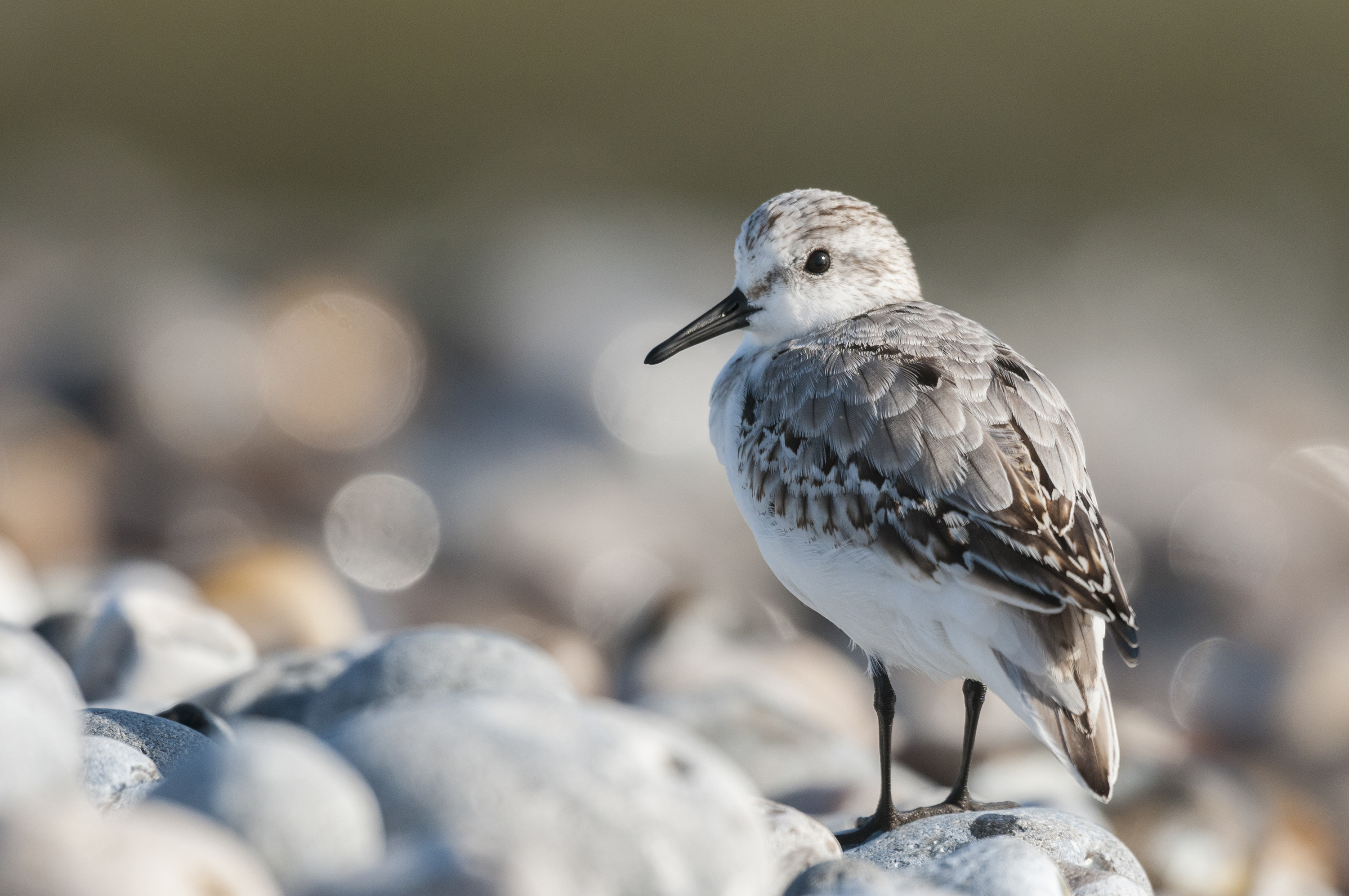 Bécasseau sanderling - Stéphane BOUILLAND