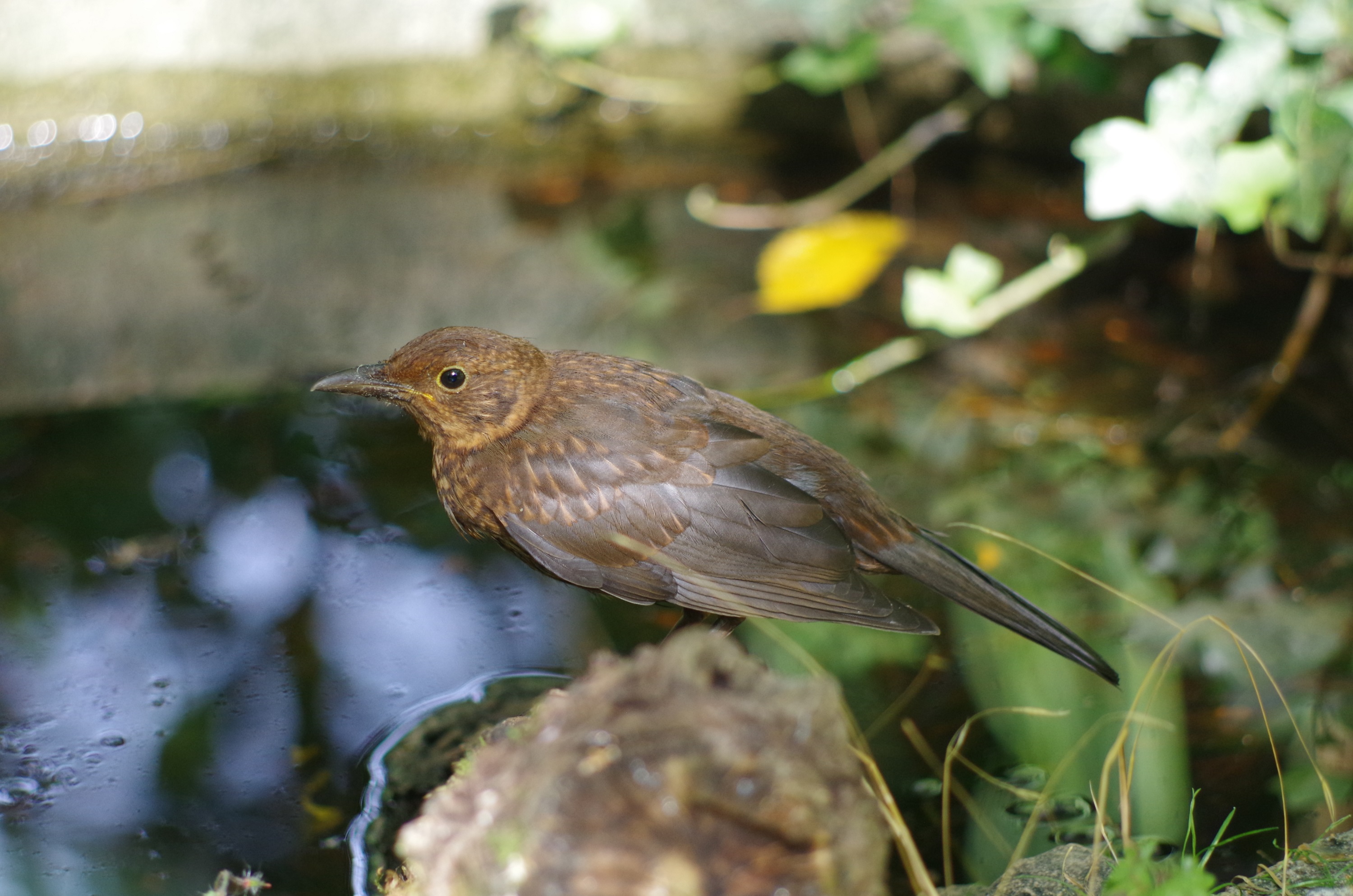 merlette à l'abreuvoir - merlette à l'abreuvoir