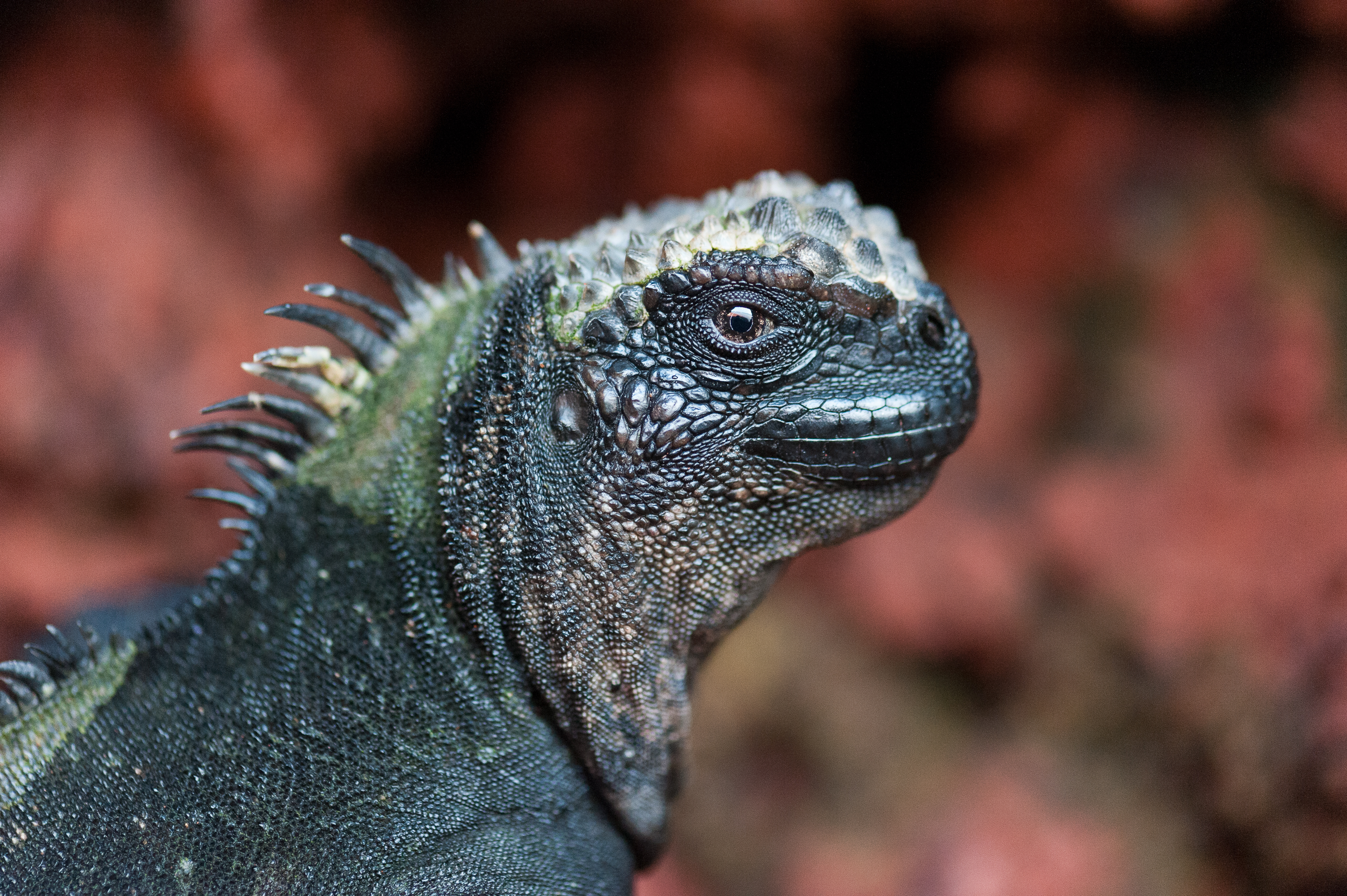 Iguane marin, Galapagos - Bruno Pambour