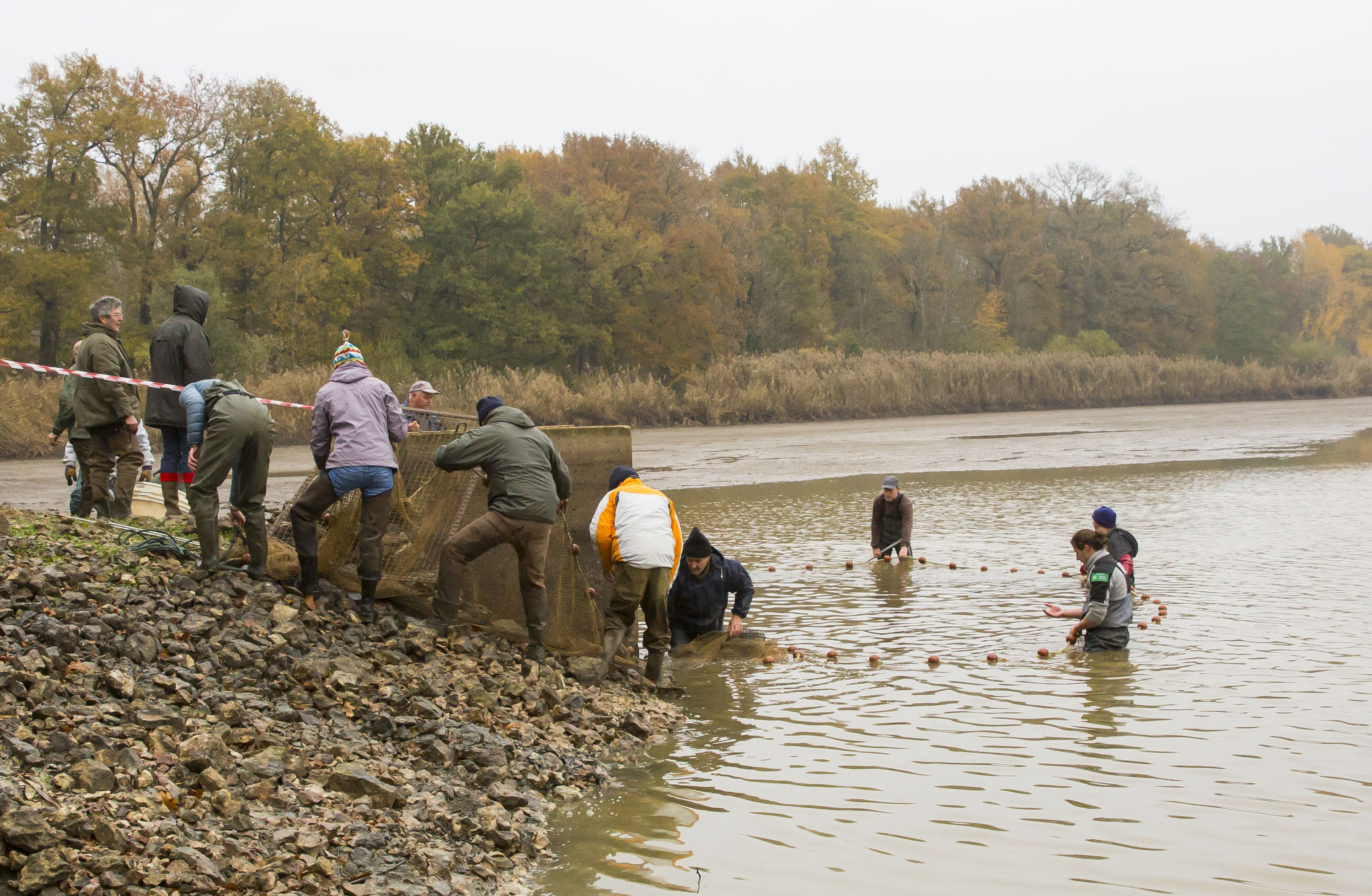 Pêche traditionnelle au filet dans la Réserve Naturelle Régionale de l'Étang de Ramerupt - CEN Champagne-Ardenne