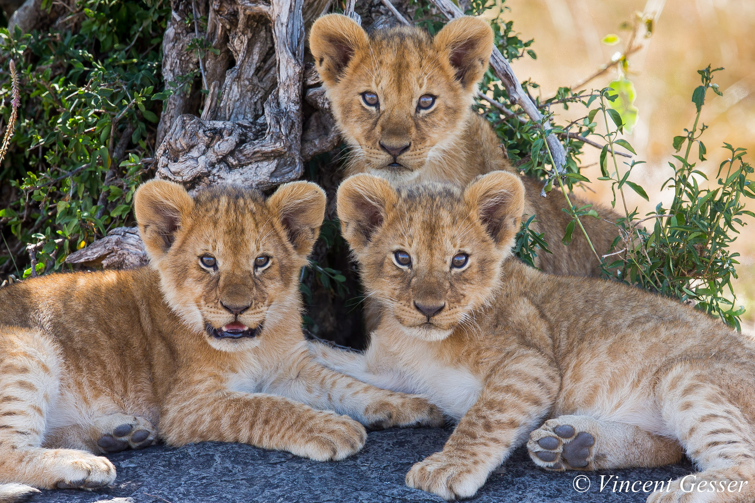 Afrique Australe: Botswana, Namibie, Zimbabwe - Vincent Gesser