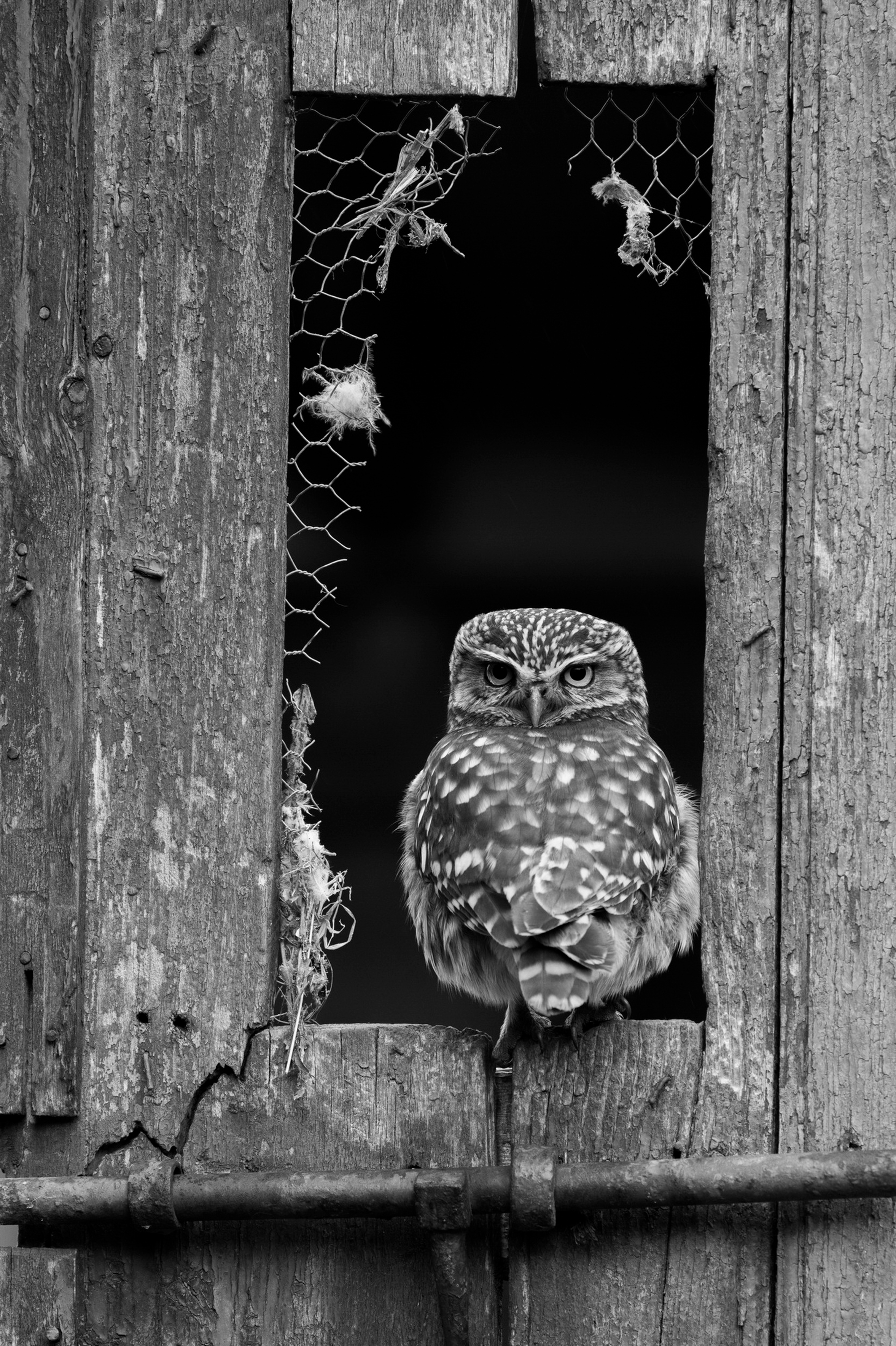 Athene noctua - Valentín Fernández Jiménez