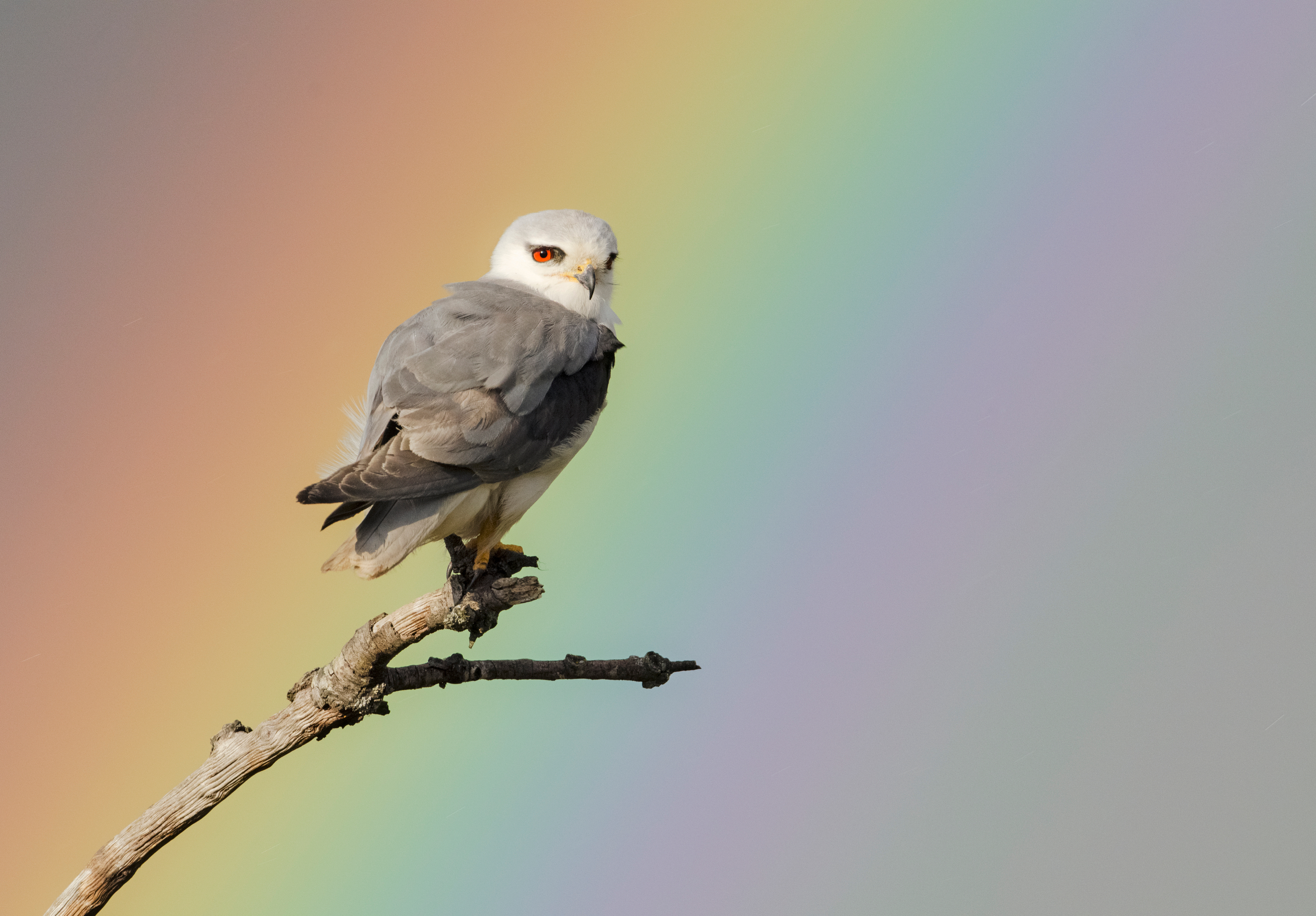 Elanio con arcoiris - Win Wirrelman