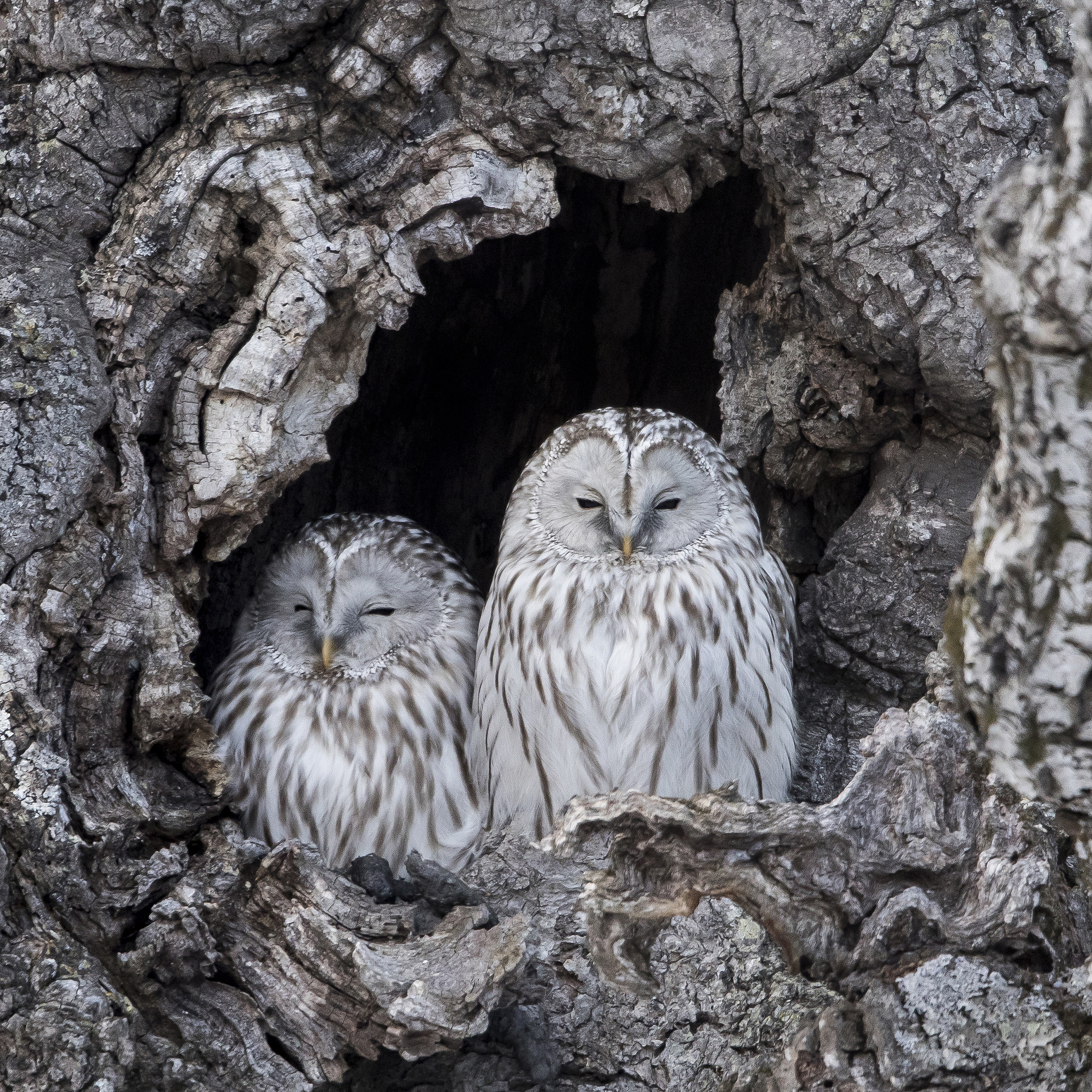 Un couple parfait - © Michel d'Oultremont