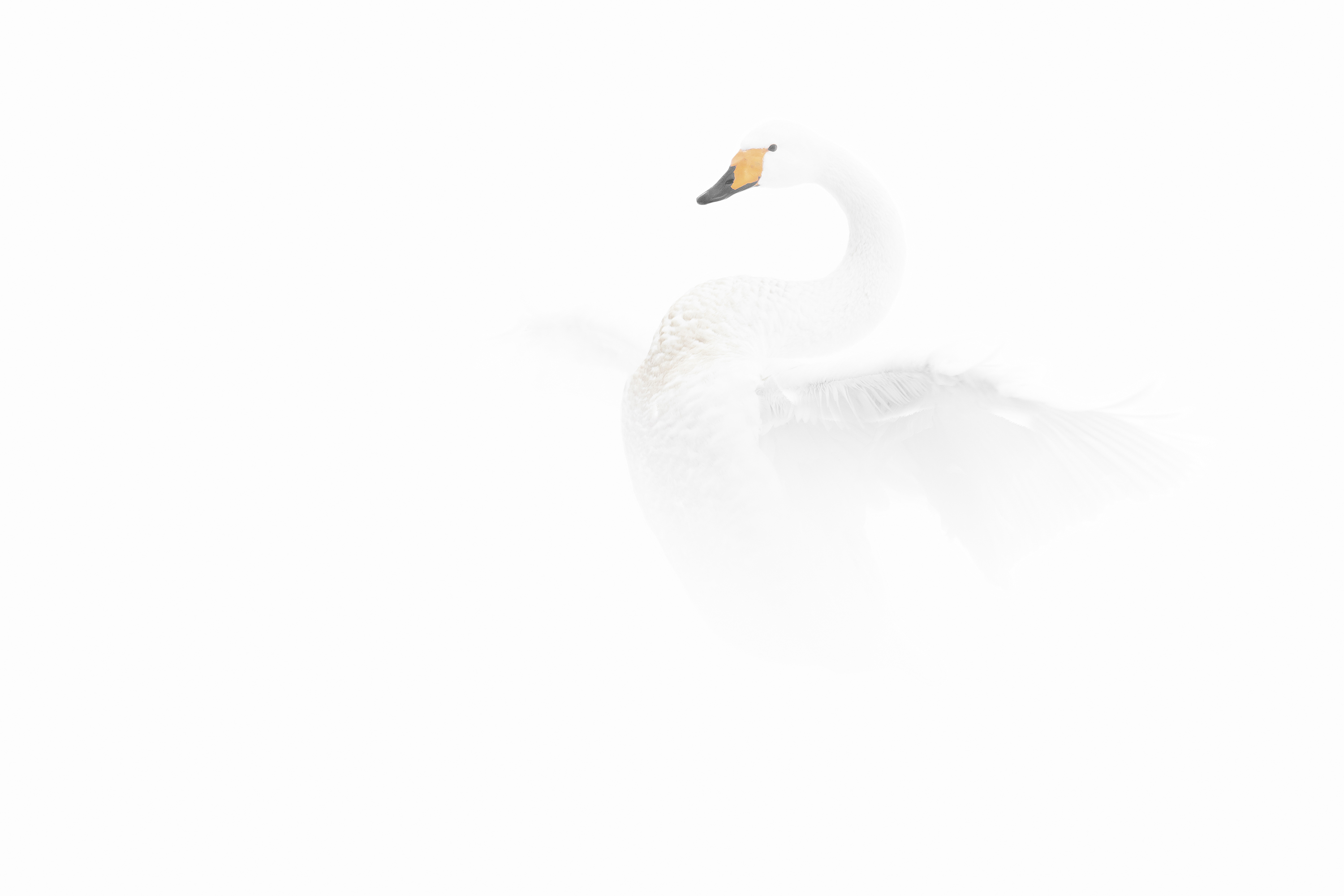 La danse - © Michel d'Oultremont