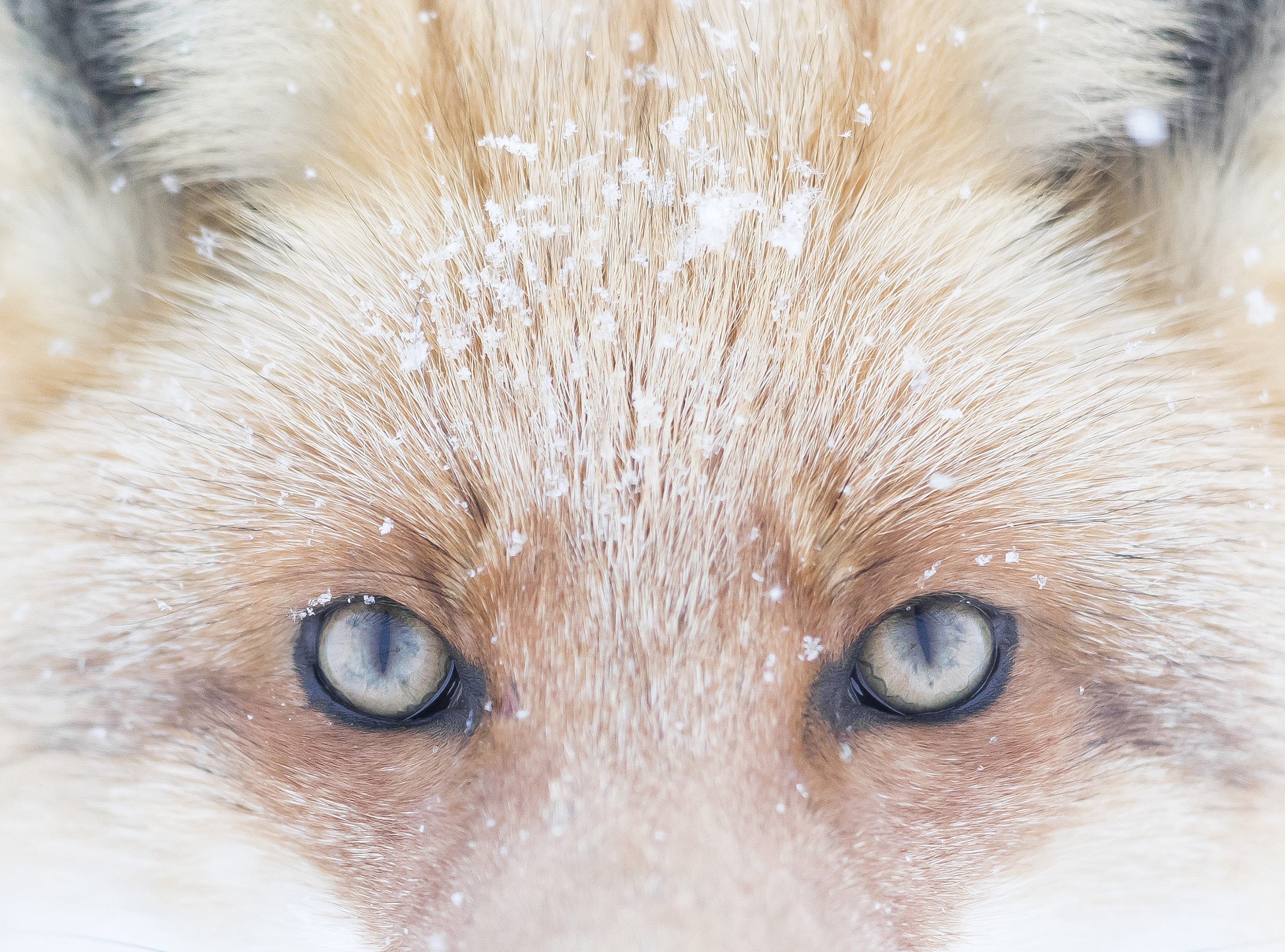Regard - © Michel d'Oultremont