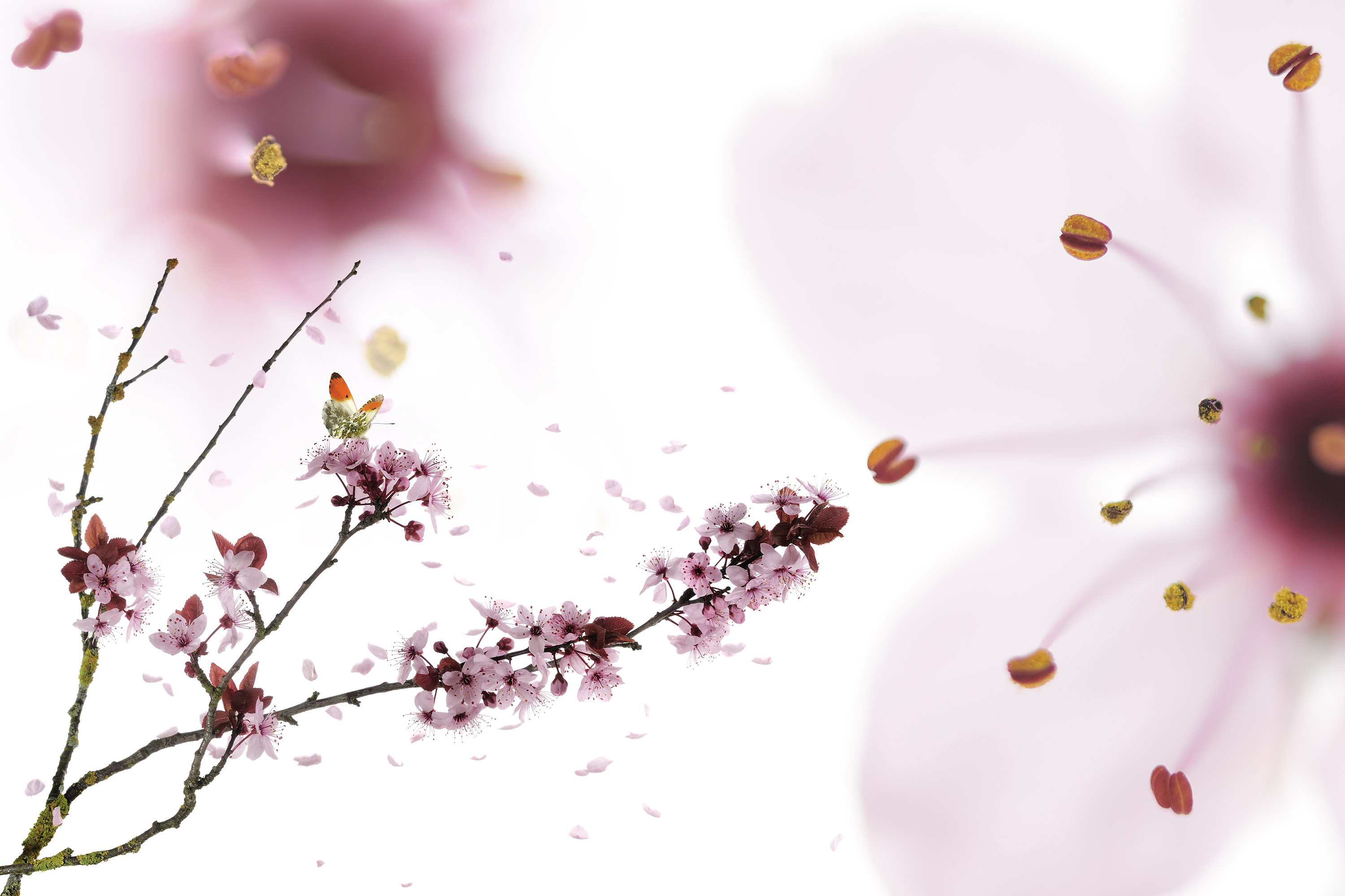 Cerisier japonais (Prunus japonica). - Les arbres amoureux - Stéphane HETTE / Frédéric Hendoux - www.artofbutterfly.com