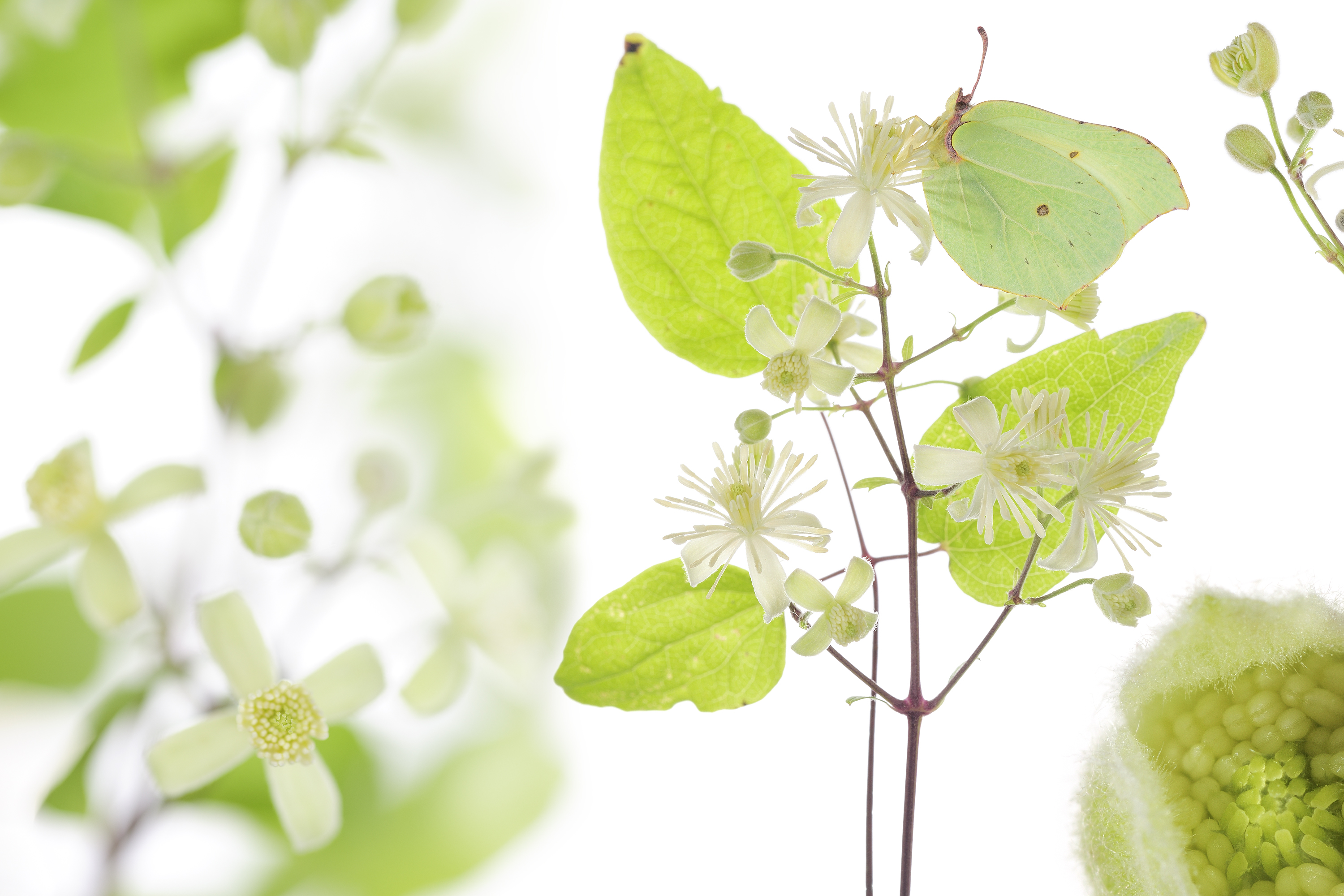 Clématite des haies (Clematis vitalba) et Citron (Gonepteryx rhamni). - Les arbres amoureux - Stéphane HETTE / Frédéric Hendoux - www.artofbutterfly.com