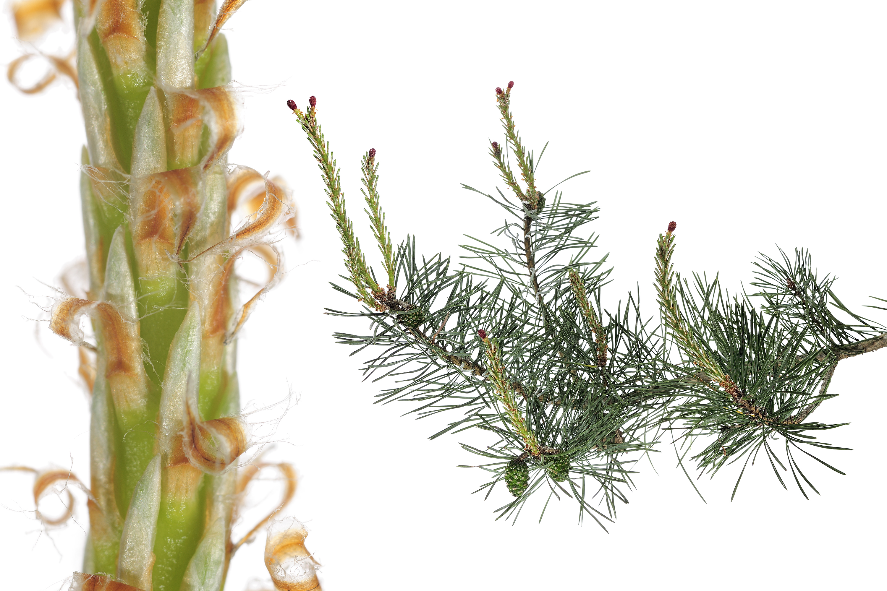 Pin sylvestre (Pinus sylvestris). - Les arbres amoureux - Stéphane HETTE / Frédéric Hendoux - www.artofbutterfly.com