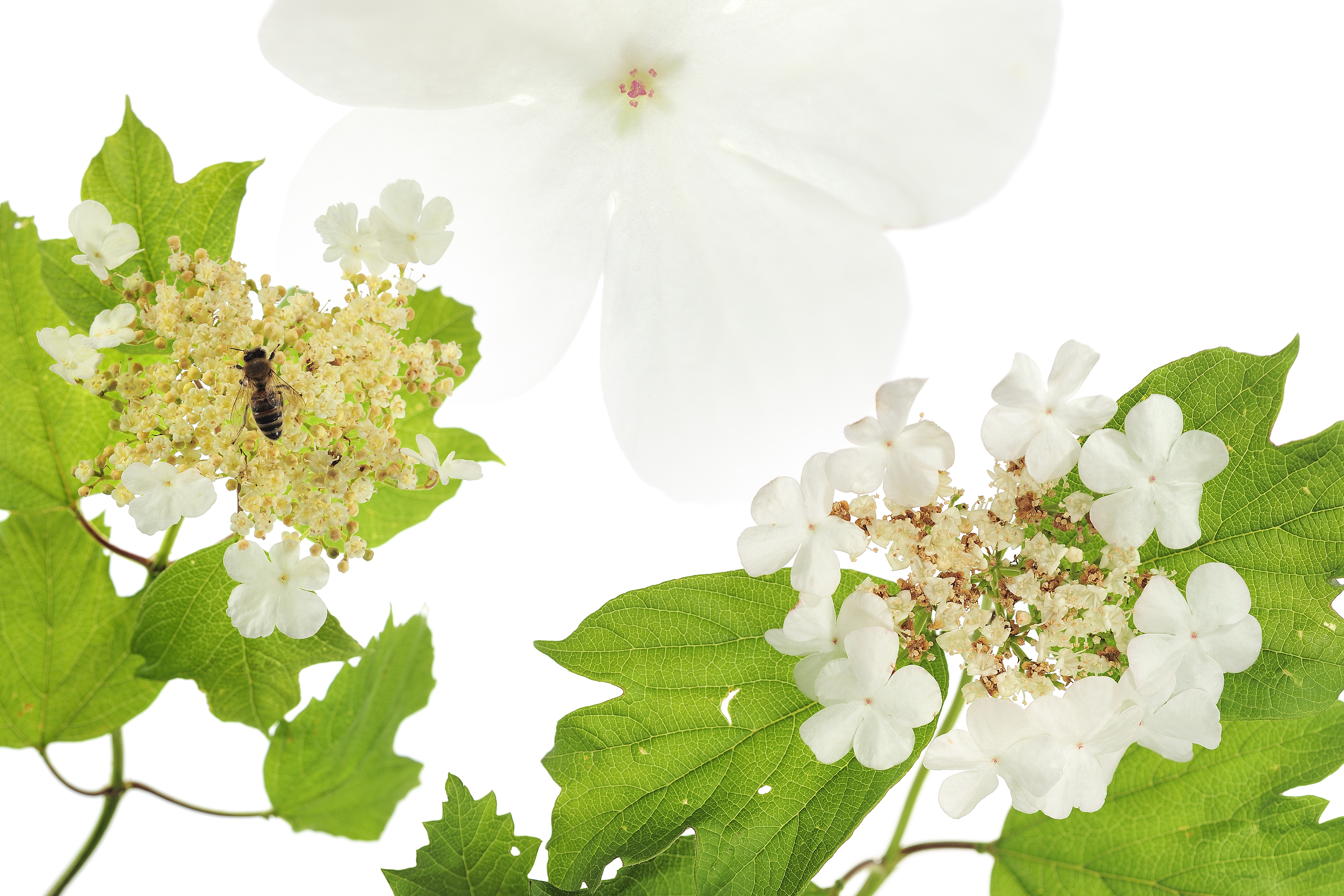 Viorne obier (Viburnum opulus). - Les arbres amoureux - Stéphane HETTE / Frédéric Hendoux - www.artofbutterfly.com