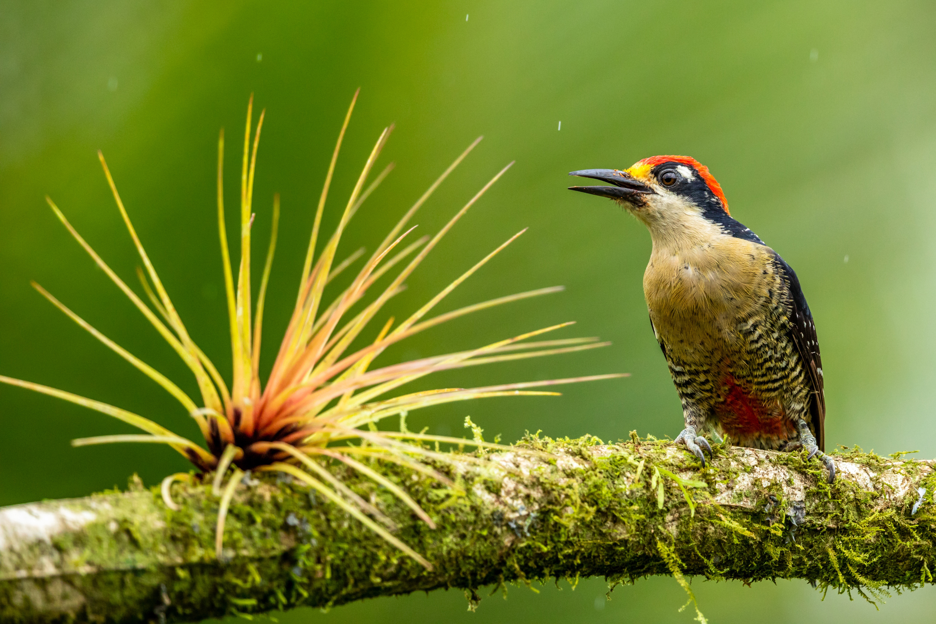 Voyages ornithologiques Costa Rica - zdenek-machacek
