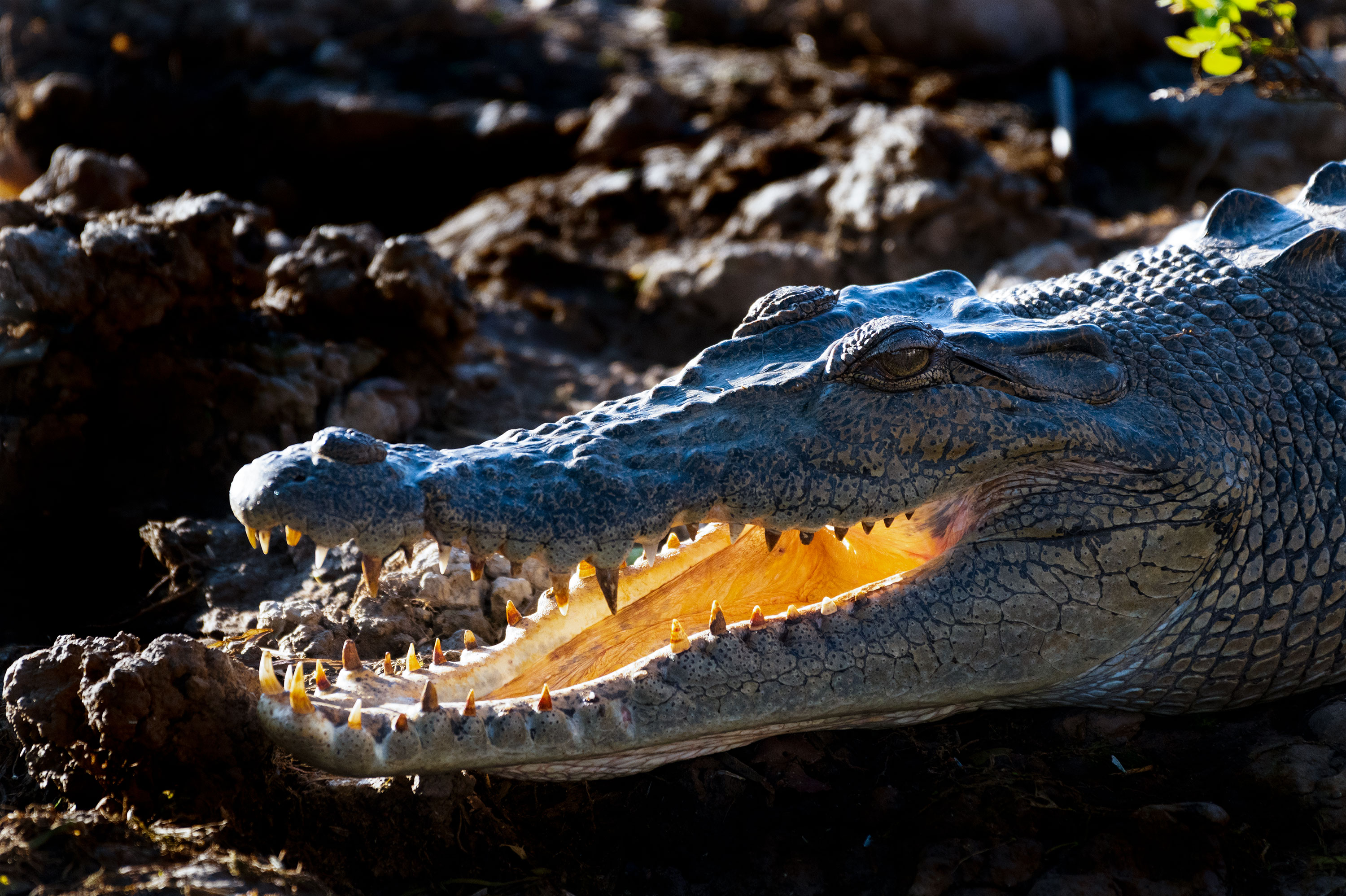 AUSTRALIE -