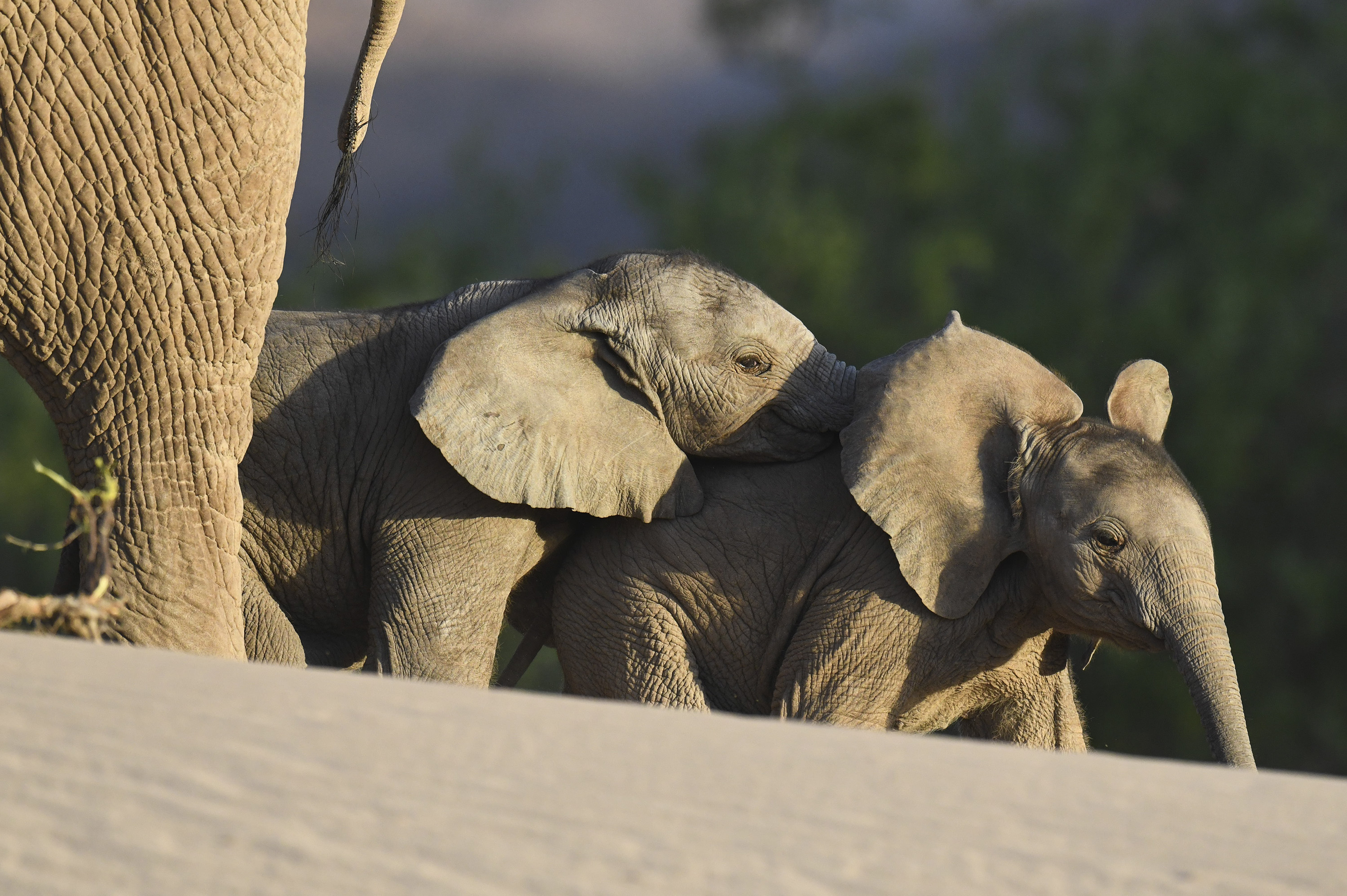 NAMIBIE -