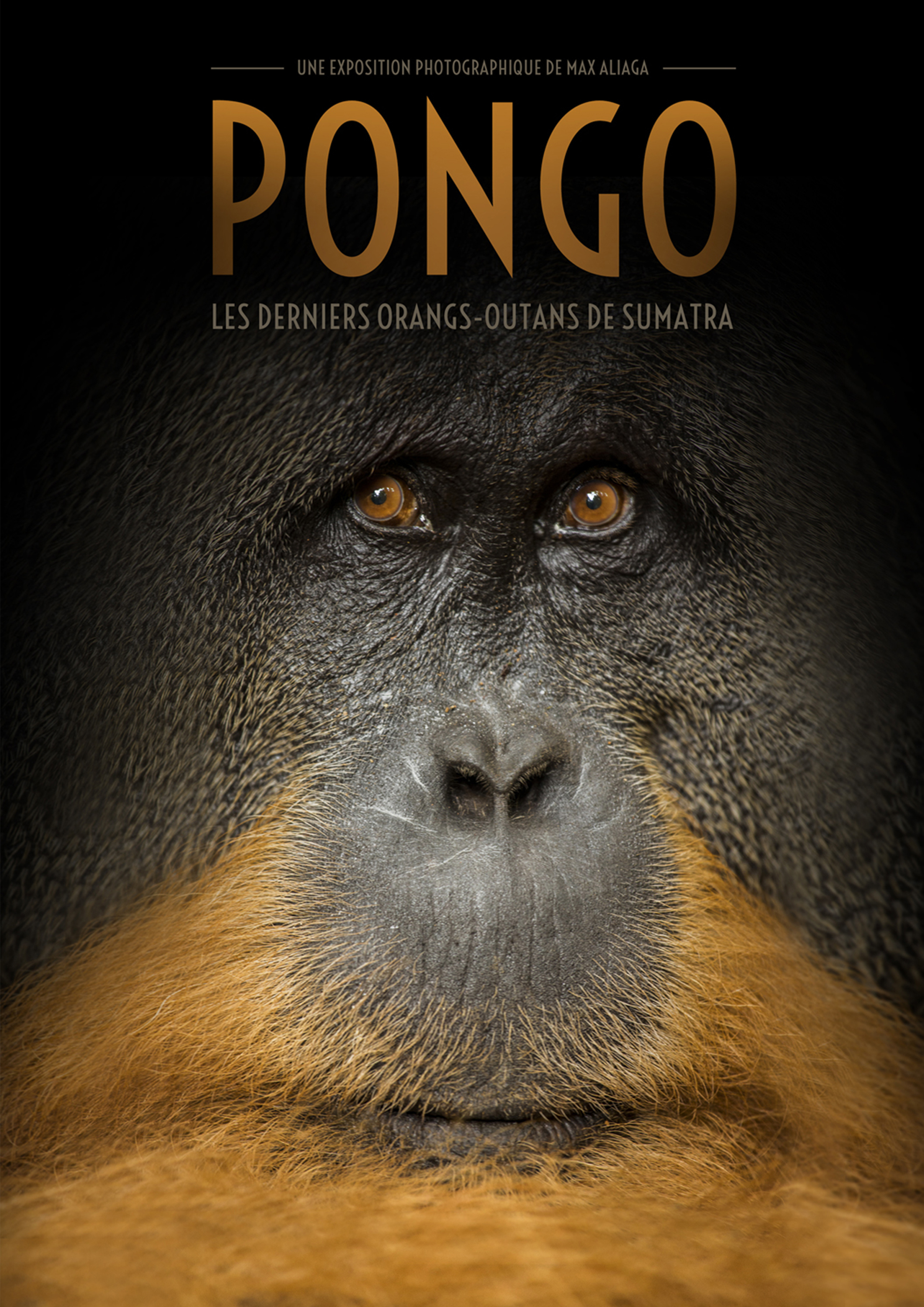 PONGO, Les derniers Orangs-outans de Sumatra - Maxime Aliaga
