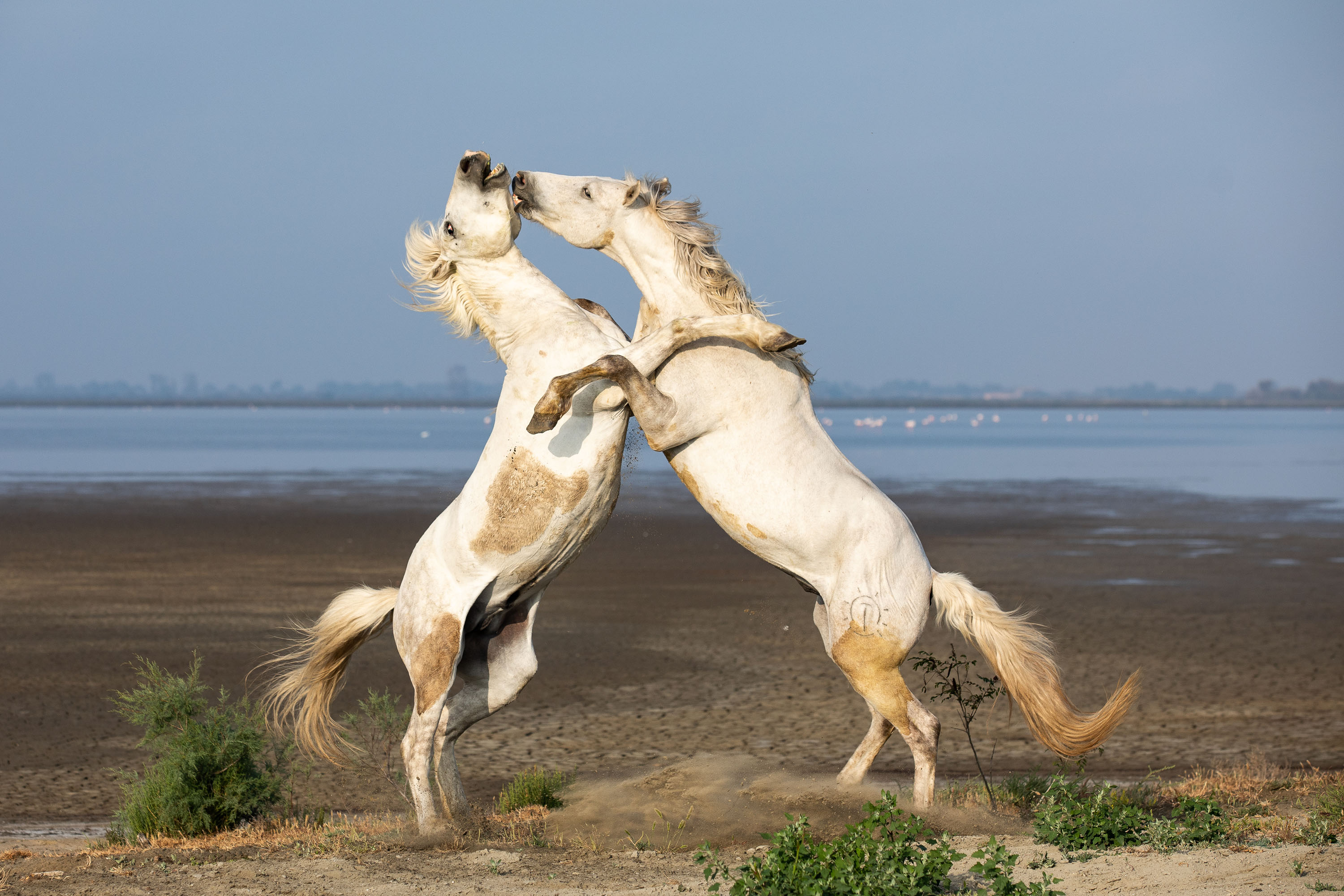 Jeux d'étalons - Camargue - Cécile Domens