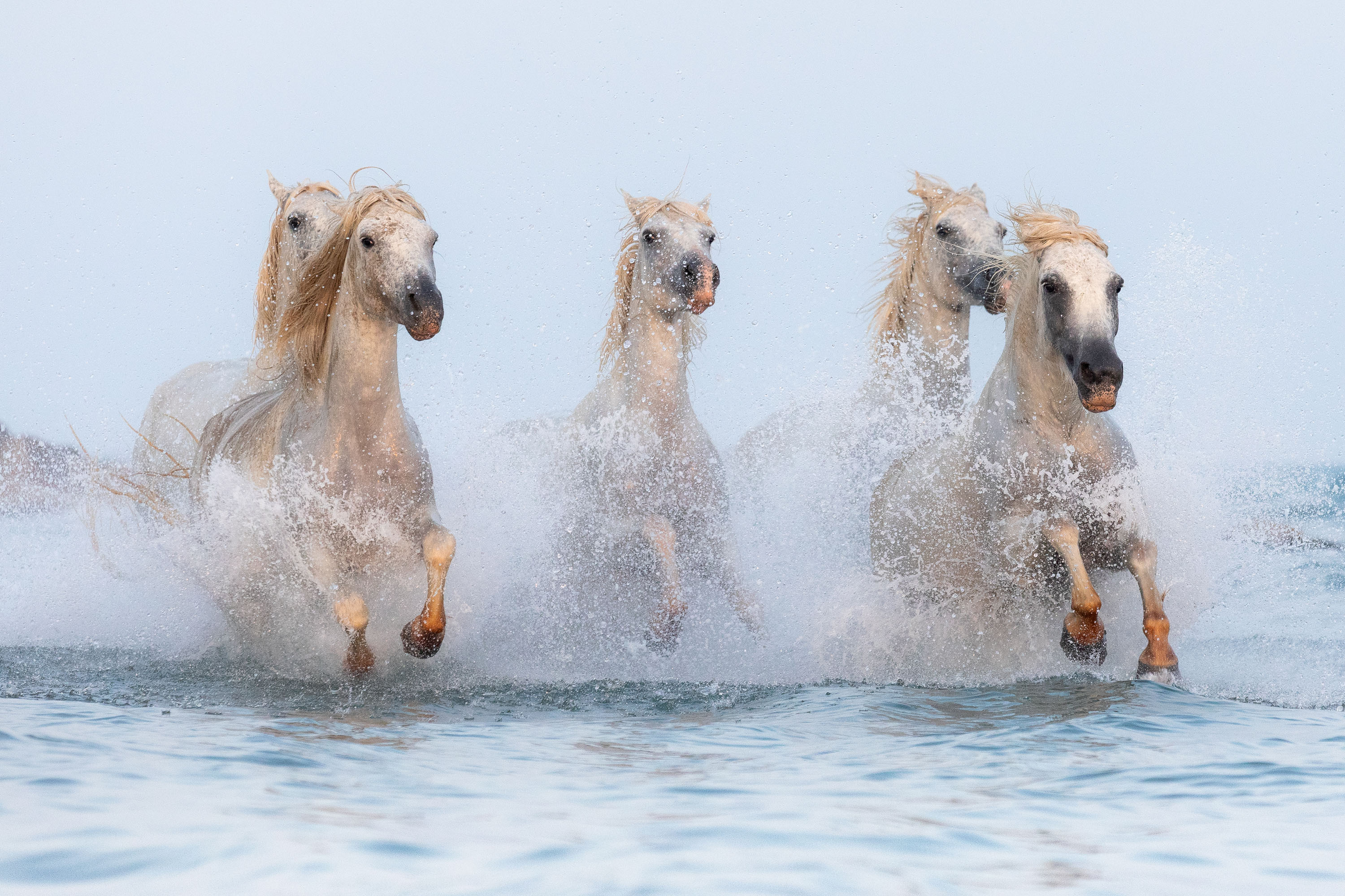 Chevaux en liberté dans la mer - Camargue - Cécile Domens