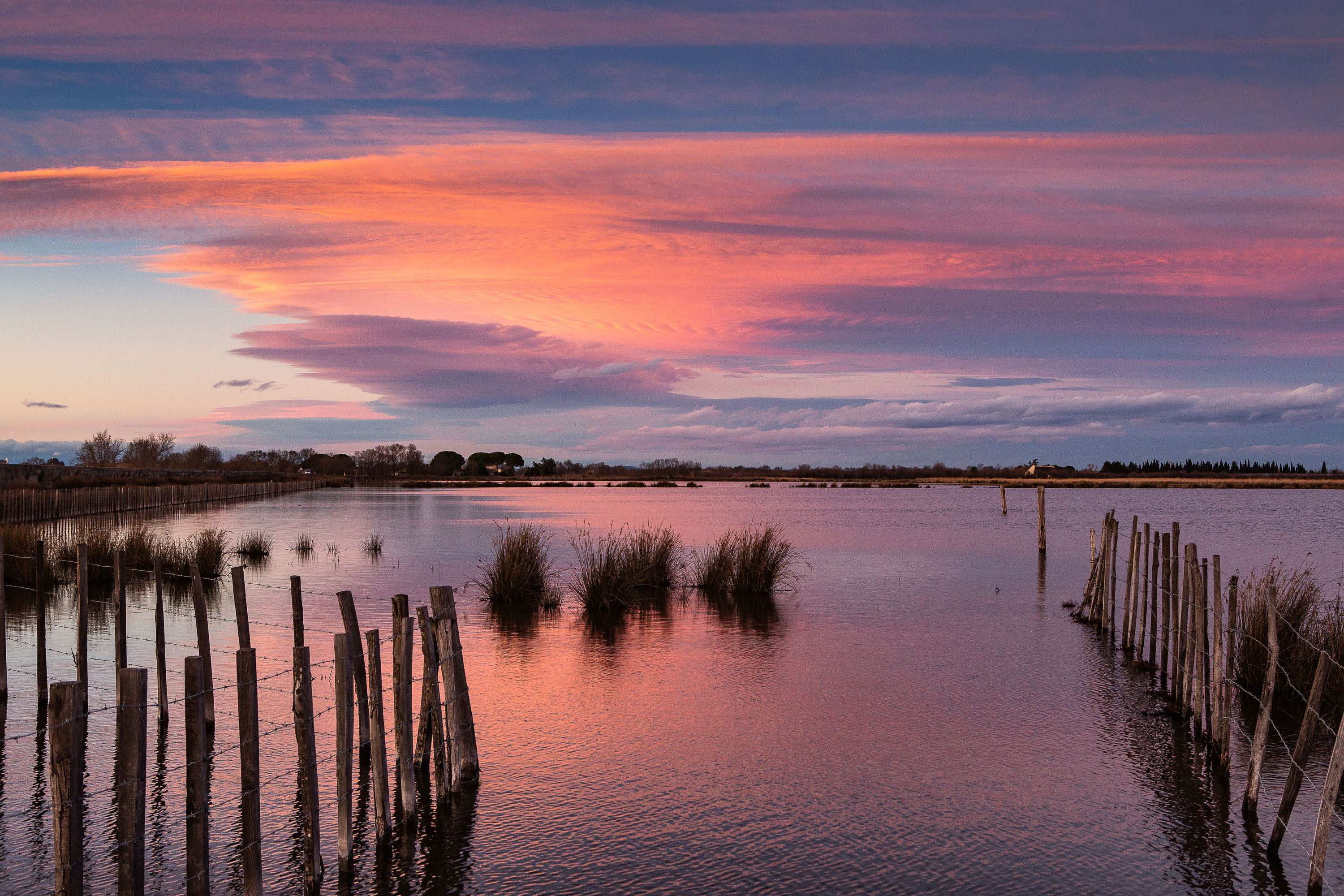 Paysage de marais et roselières en hiver - Camargue - Cécile Domens