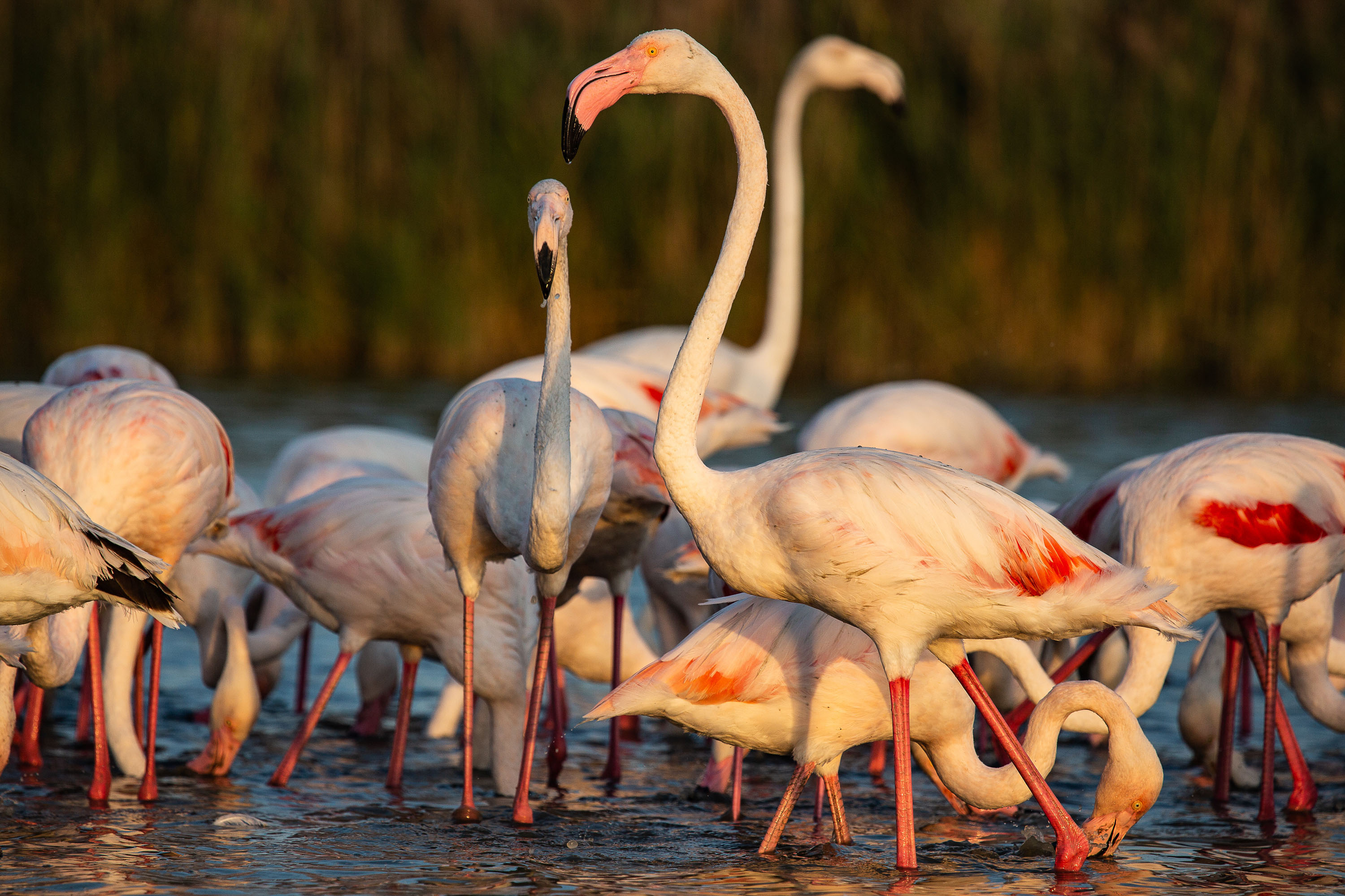 Flamants roses dans un marais - Camargue - Cécile Domens