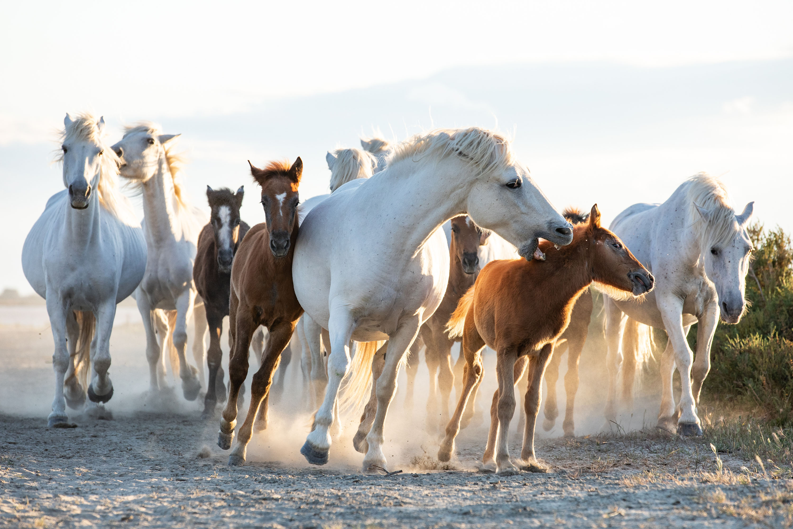 Juments et poulains - Camargue - Cécile Domens