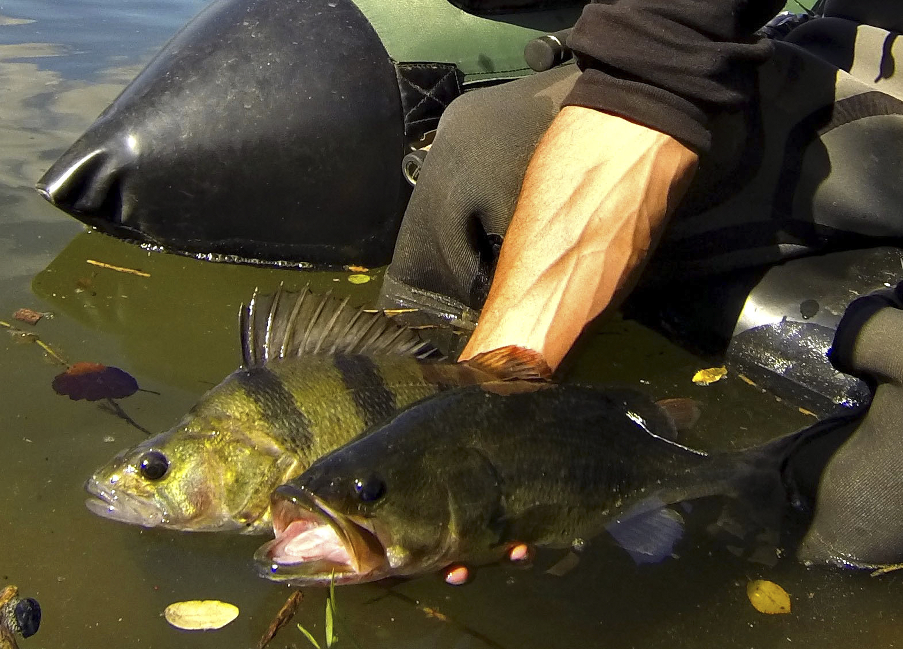 Perche et Black-Bass du Lot - FDAAPPMA47