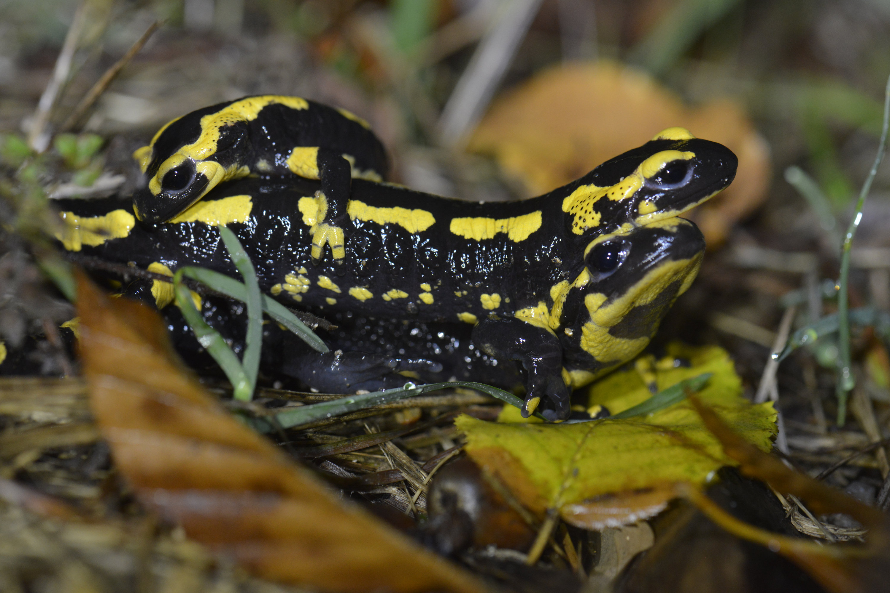 Accouplement Salamandres tachetées terrestres. - F. Serre Collet