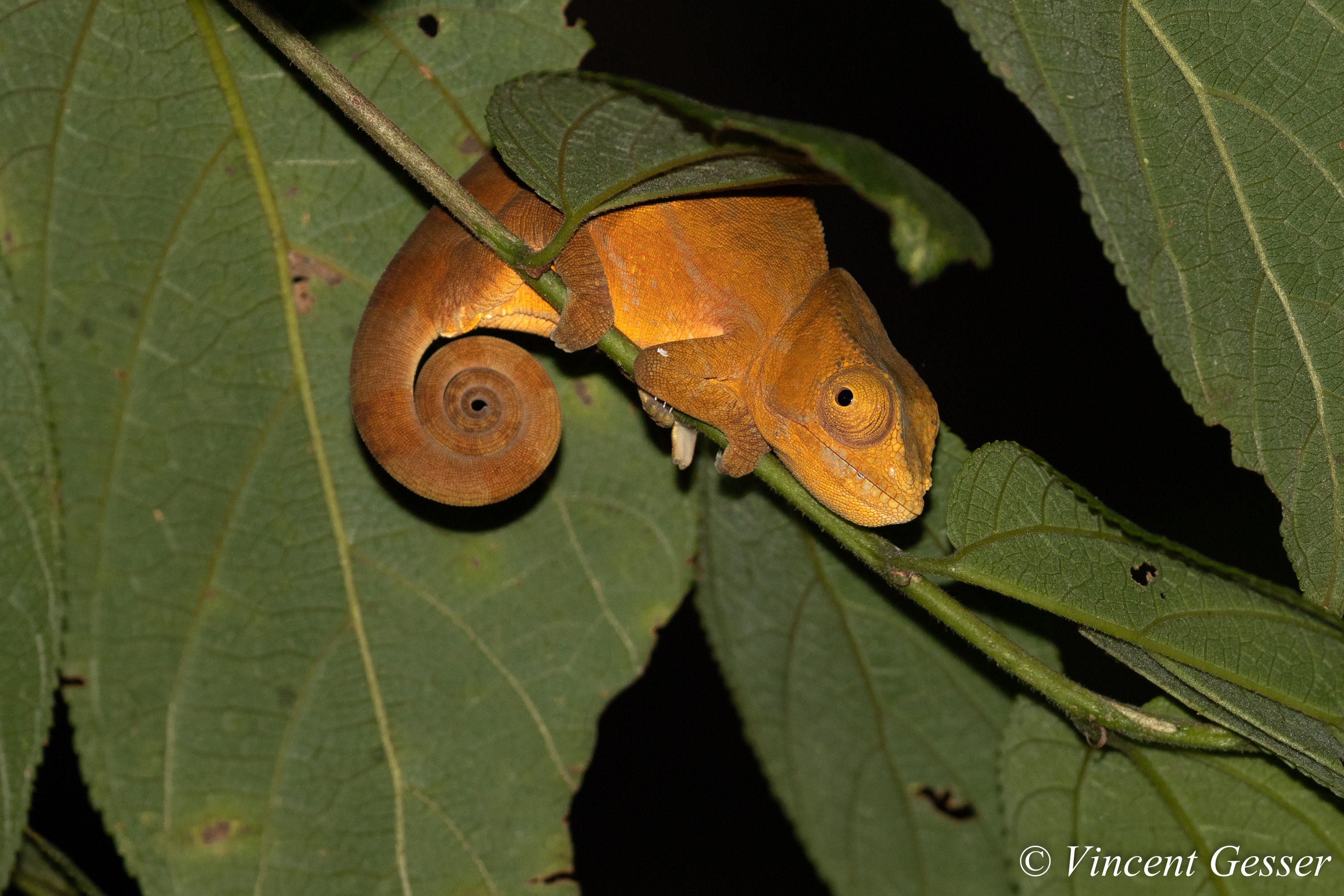 Cameleon de Parson - Vincent Gesser