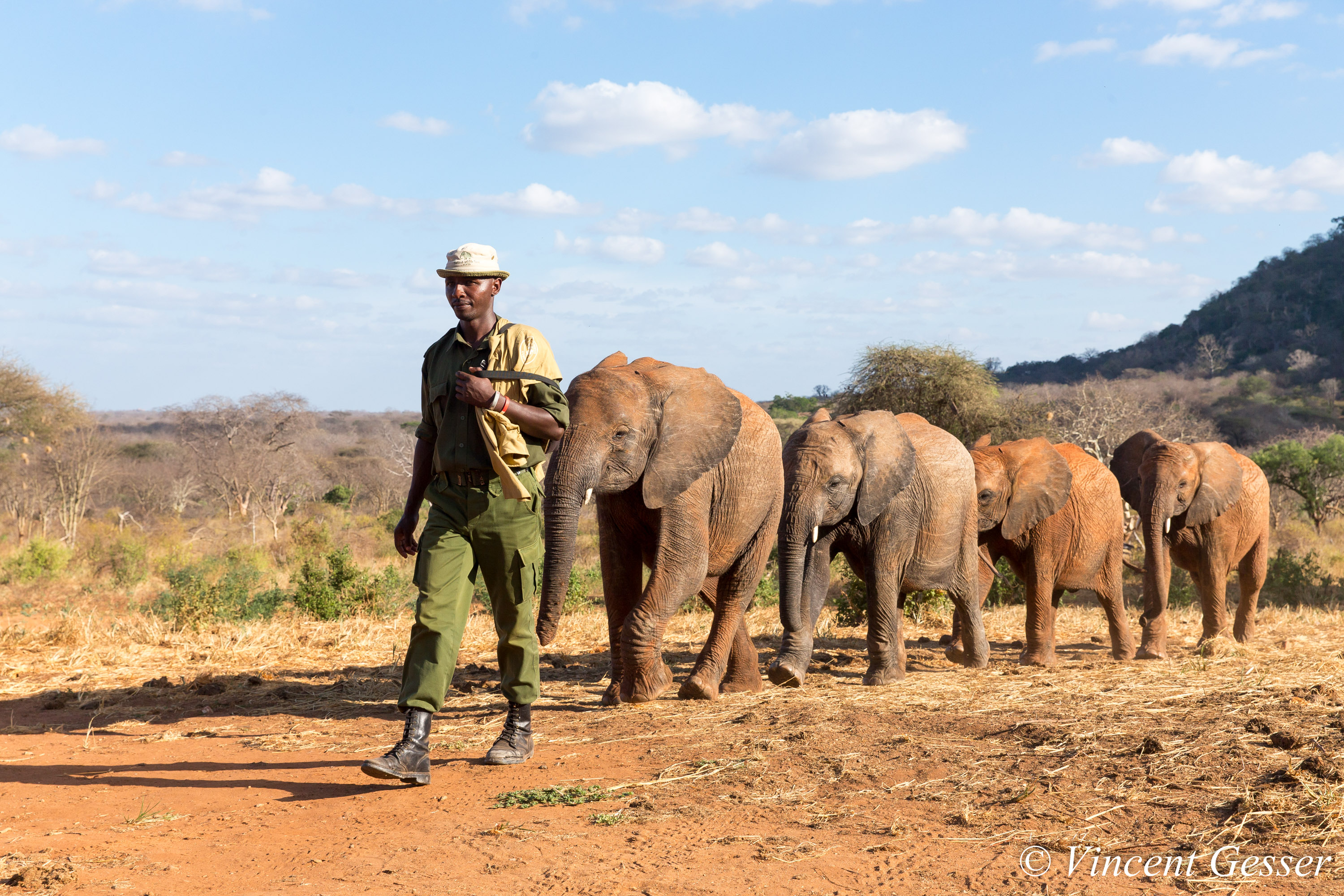Elephant d'Afrique - Vincent Gesser