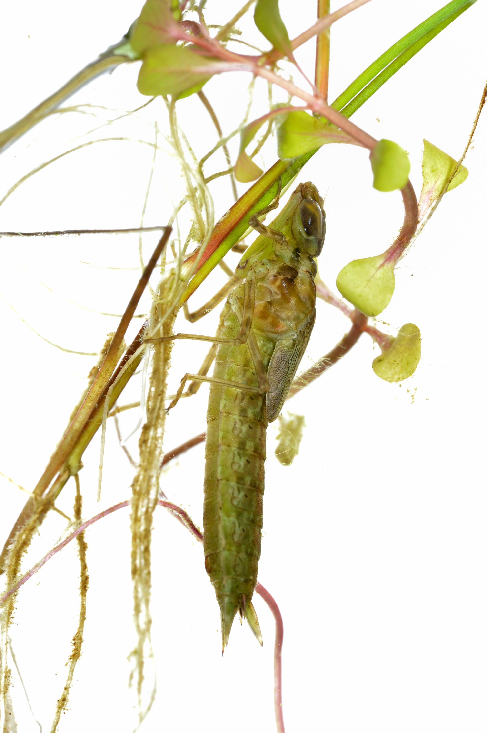 Larve d'Anax imperator - www.konig-photo.com