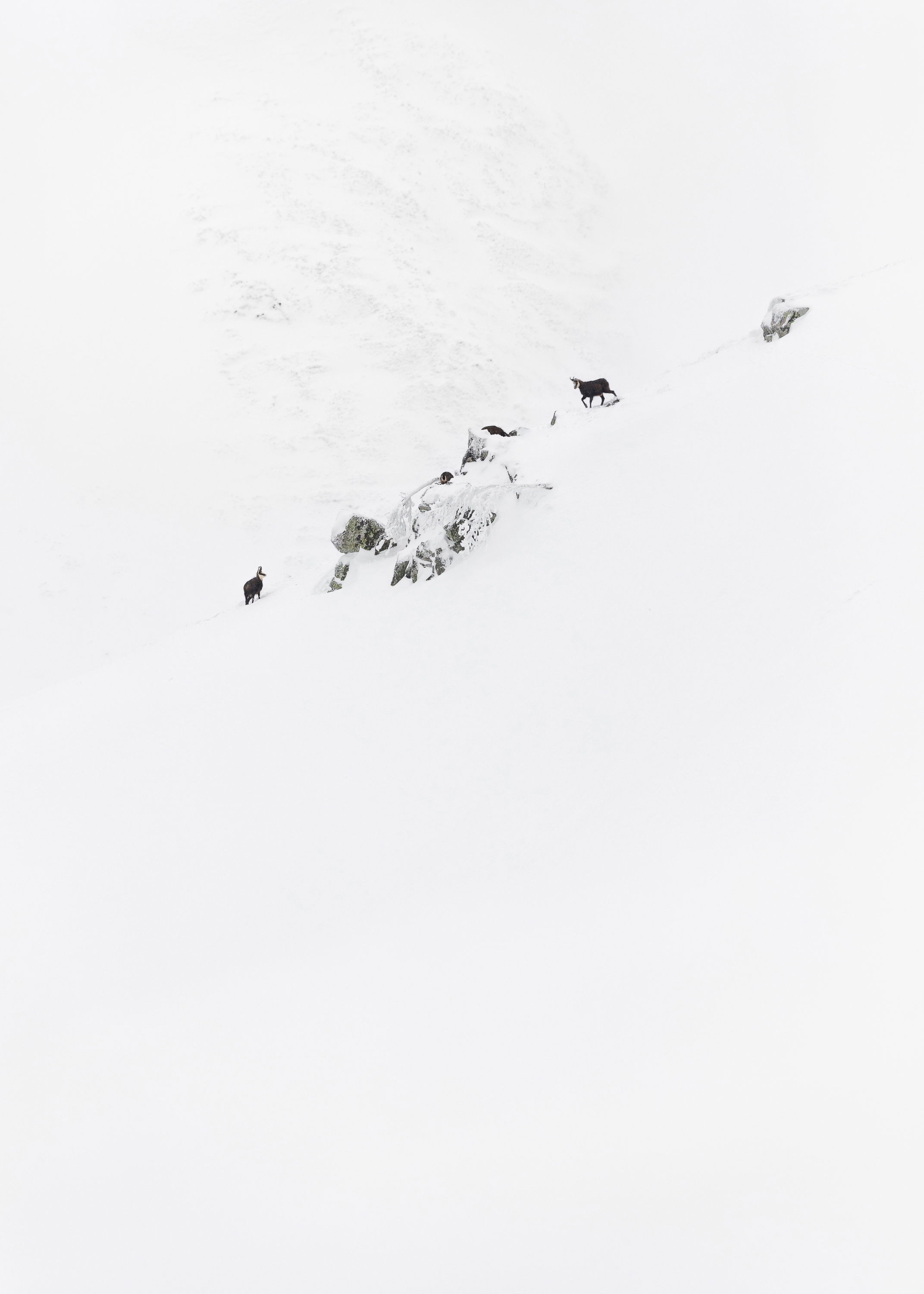 Paradis blanc - Cédric Allié