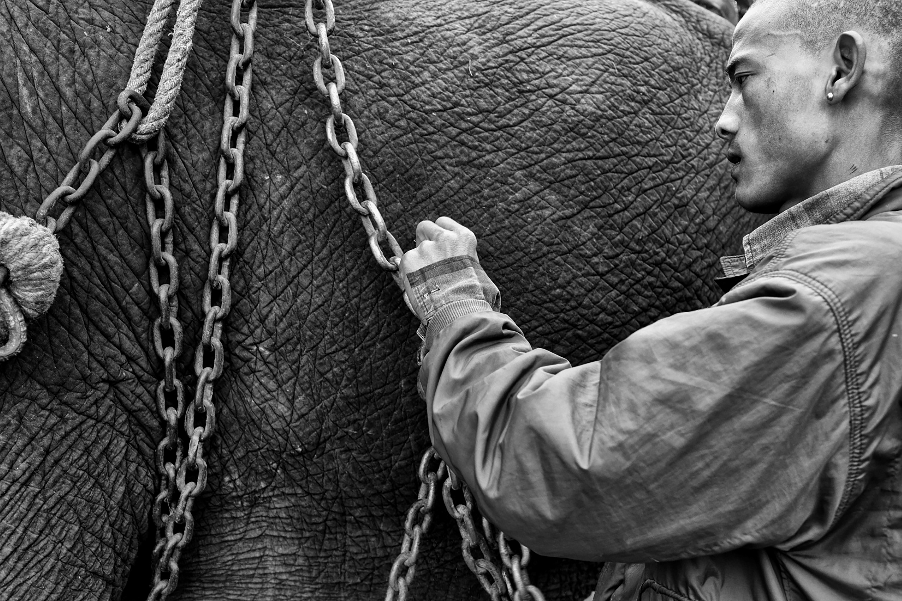 L'appareillage de l'éléphant pour le débardage Myanmar 2016 - Jean-François MUTZIG