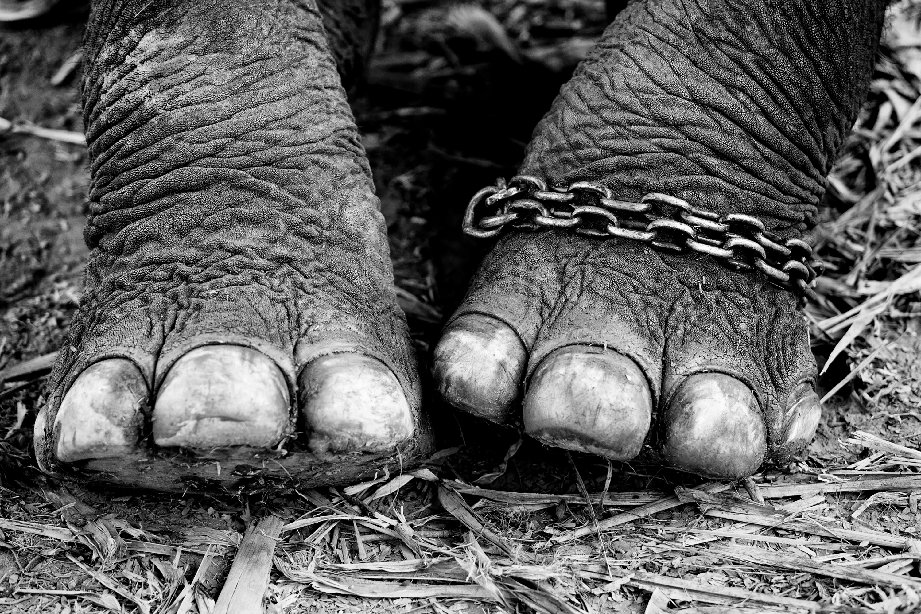 L'animal enchaîné à un arbre Laos 2015 - Jean-François MUTZIG
