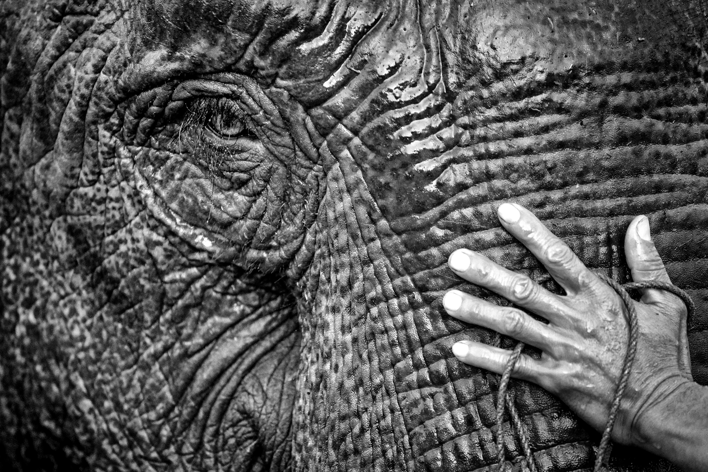 La main sur la trompe Laos 2013 - Jean-François MUTZIG