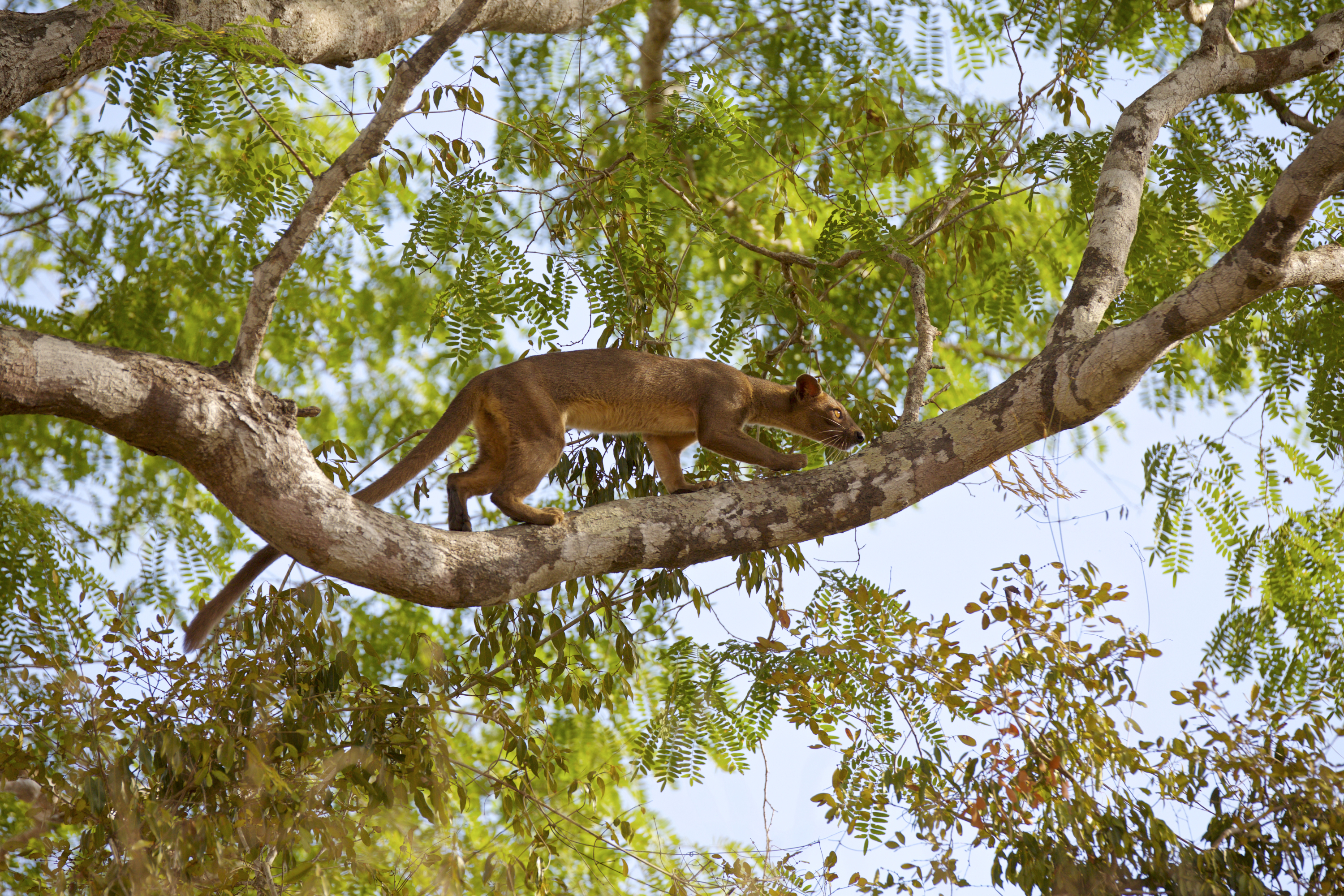 Le fossa - Lorraine BENNERY