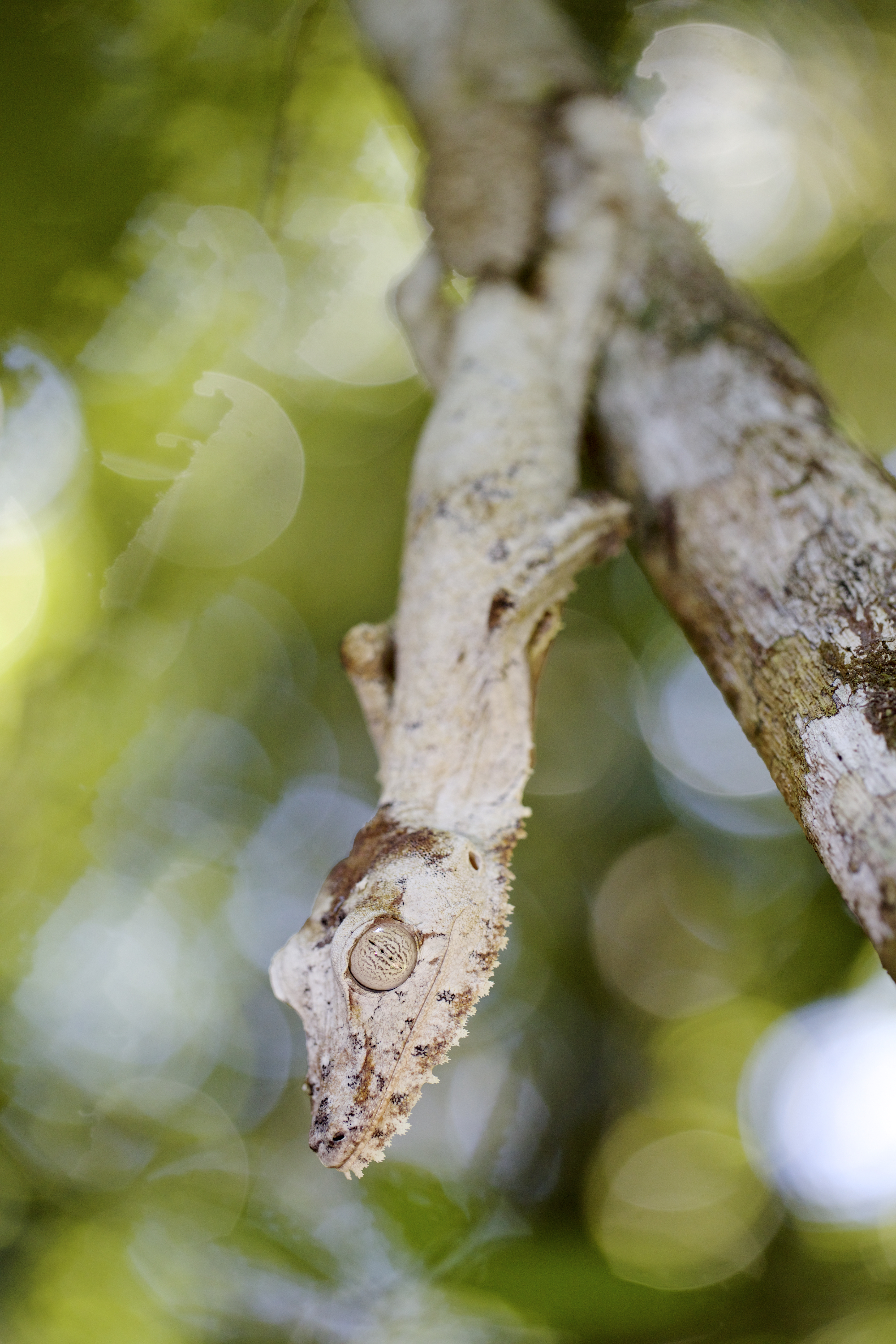 Uroplatus rois du mimétisme - Lorraine BENNERY
