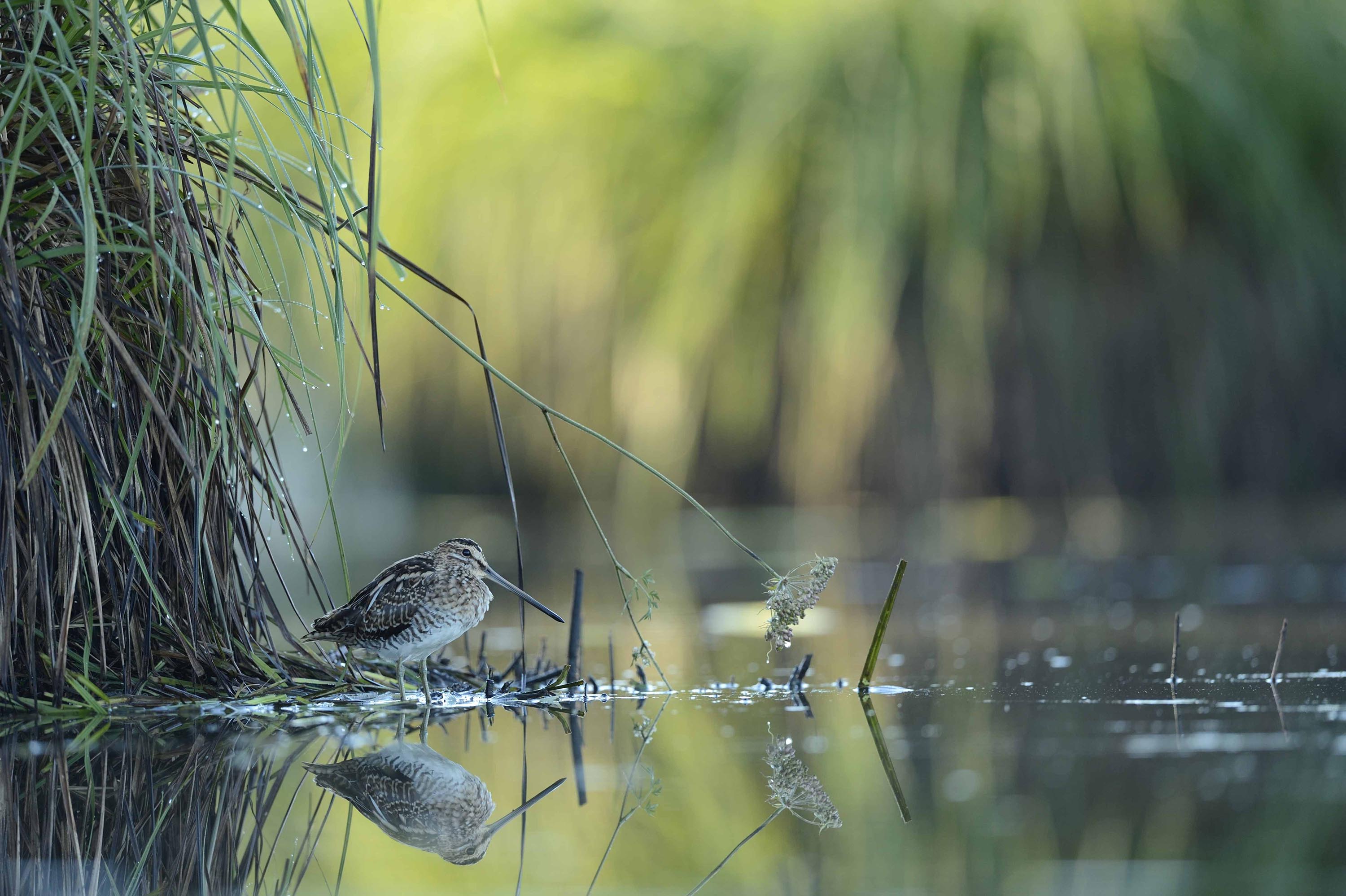 Sous les carex - Dupont-Roger