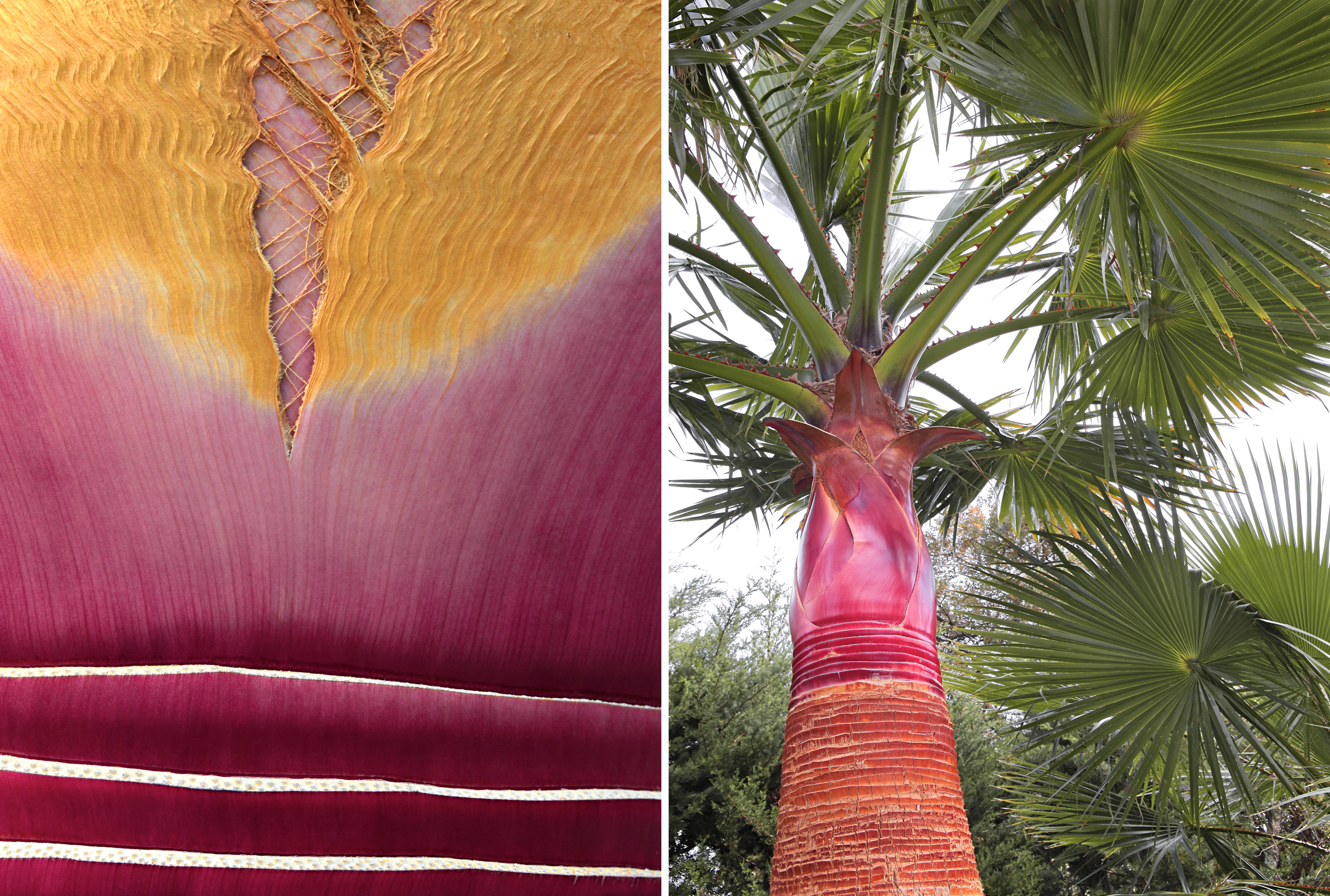 Washingtonia robusta - Cédric Pollet - ??