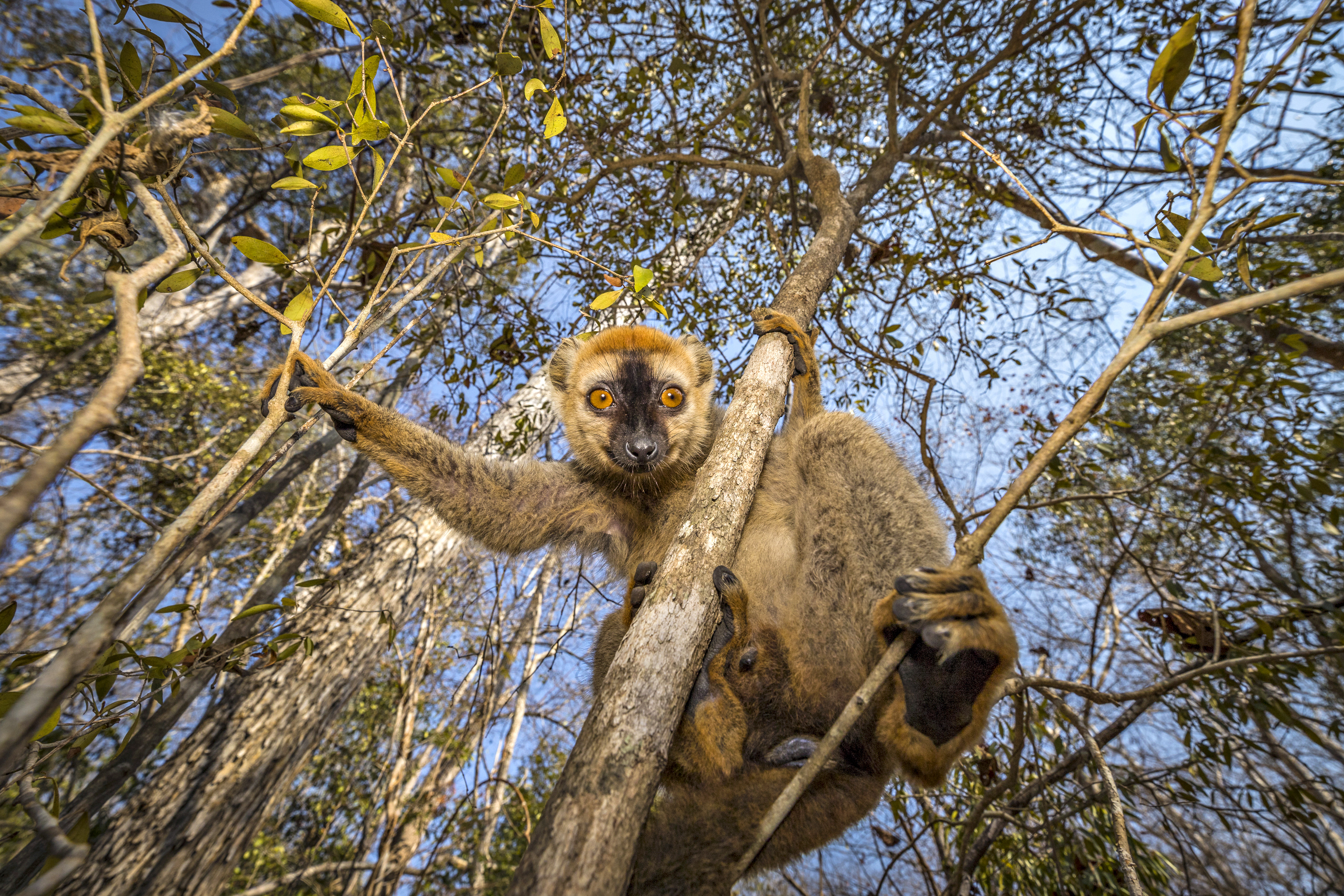 Eulemur rufifrons - Nathalie Houdin et denis palanque / Lenses for conservation