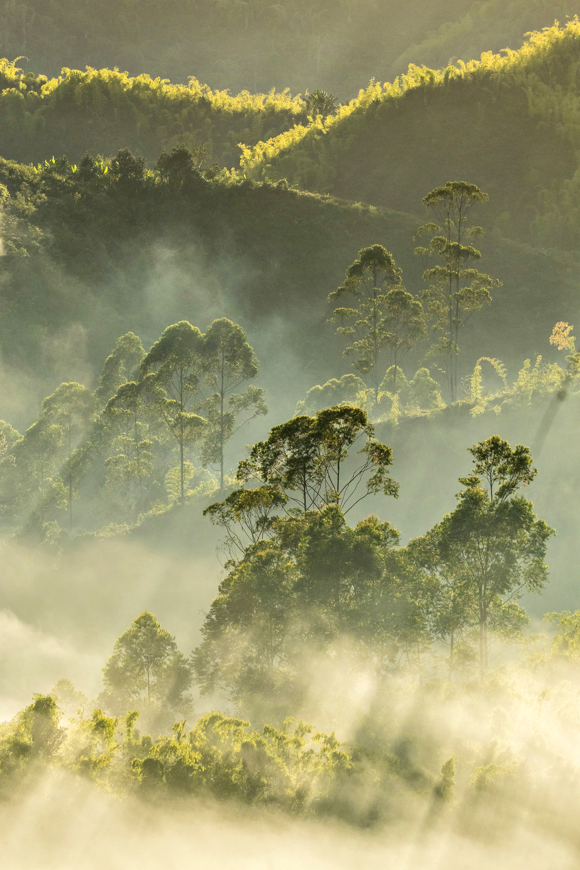 Foret de Madagascar - Nathalie Houdin et denis palanque / Lenses for conservation