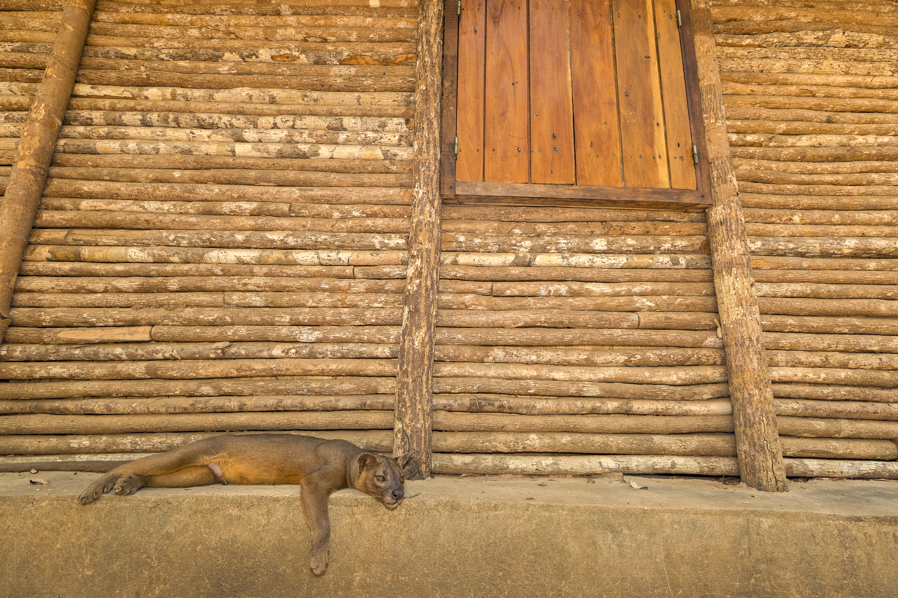 Fossa - Nathalie Houdin et denis palanque / Lenses for conservation