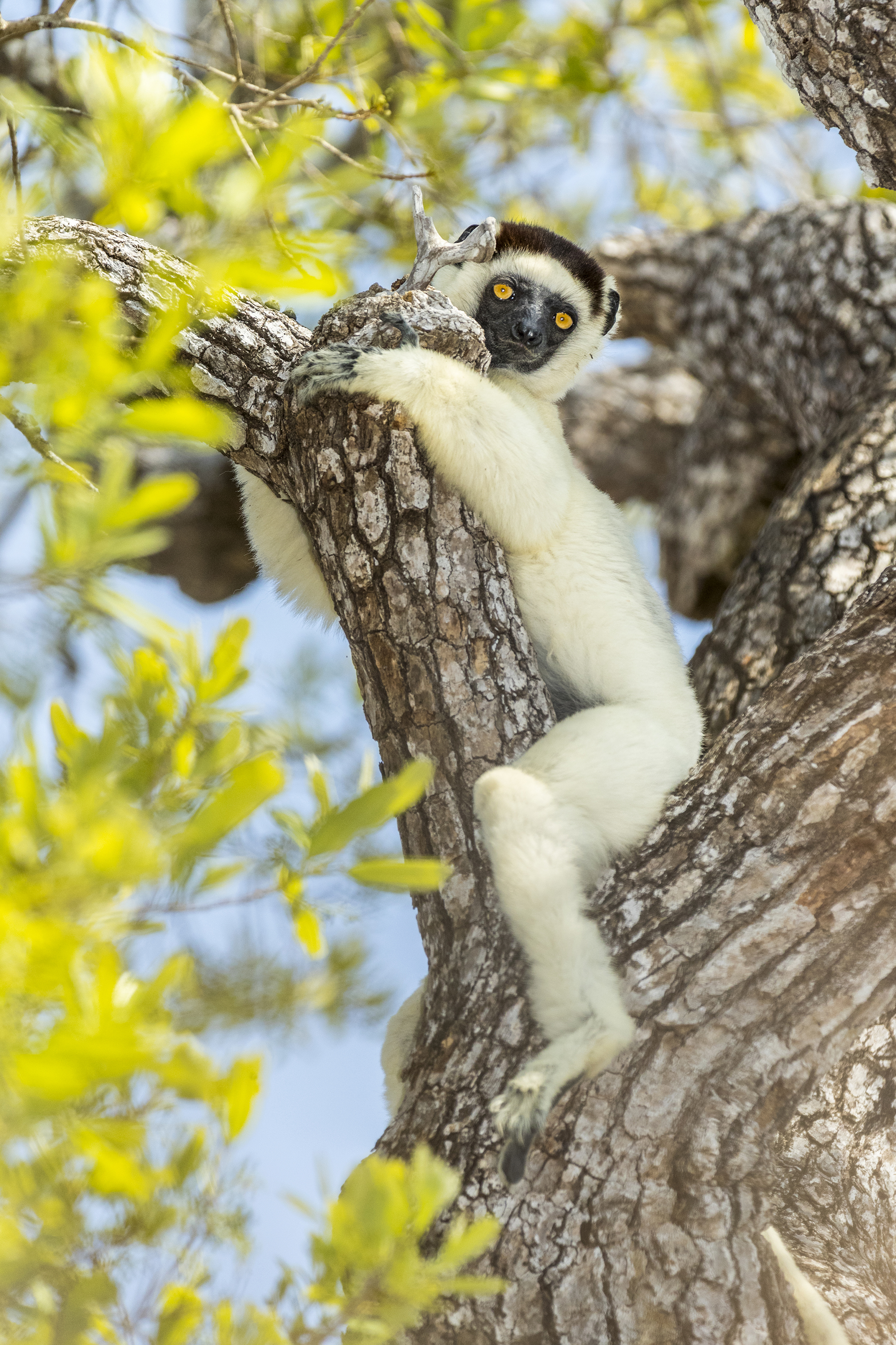 Sifaka de Verreaux - Nathalie Houdin et denis palanque / Lenses for conservation