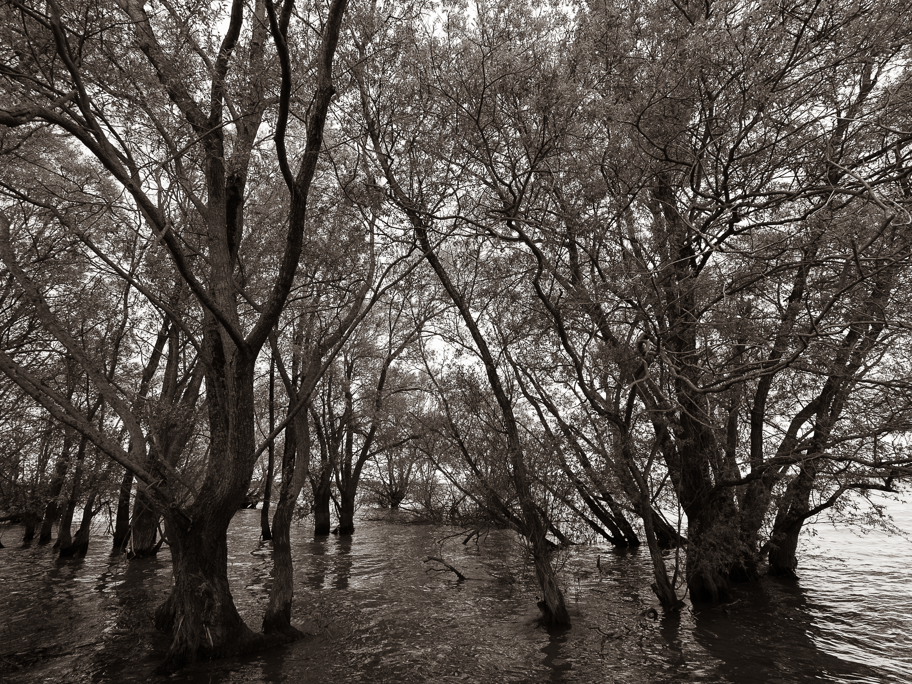 Rives du lac - STEPHANE DENIZOT