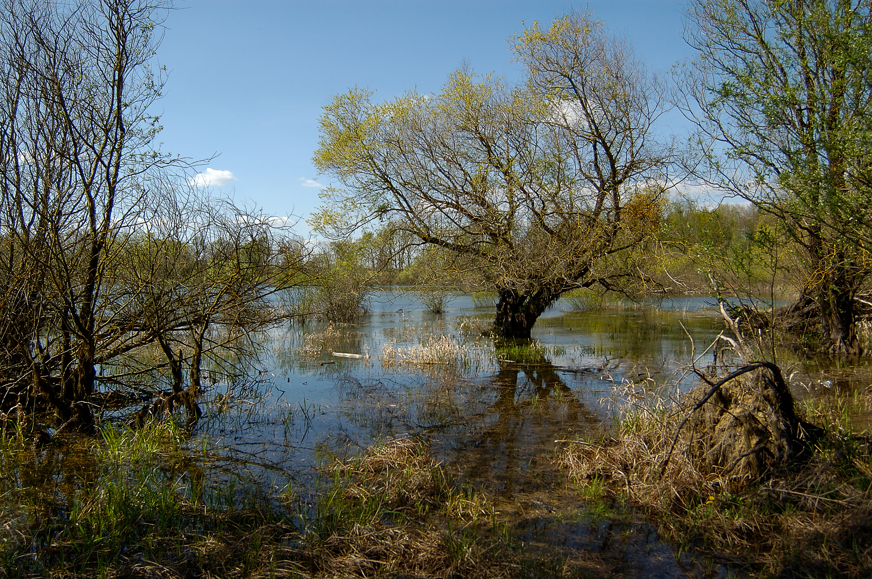 Esprit mangrove en champagne humide - STEPHANE DENIZOT