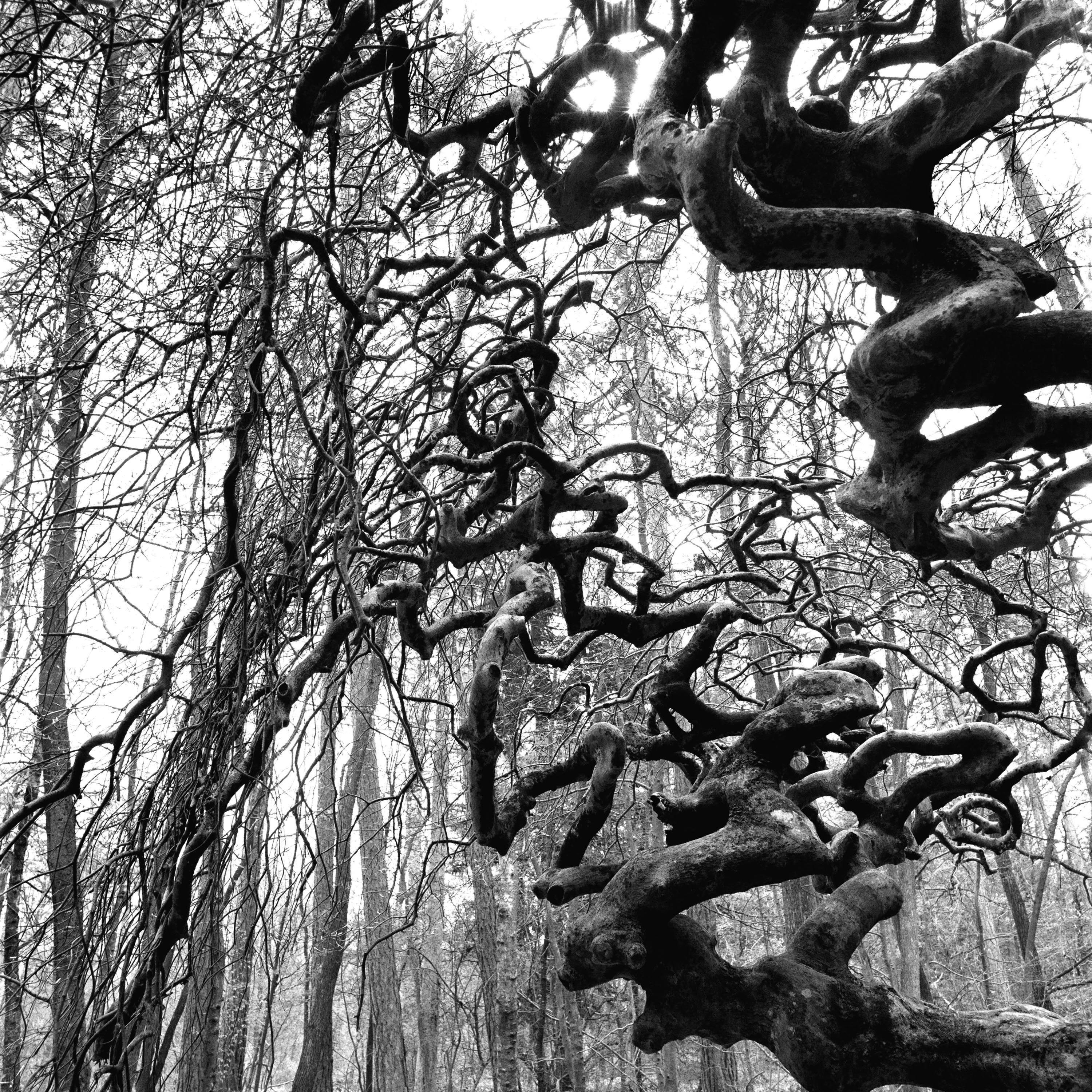 FAUX_05.jpg - © Pascal STRITT