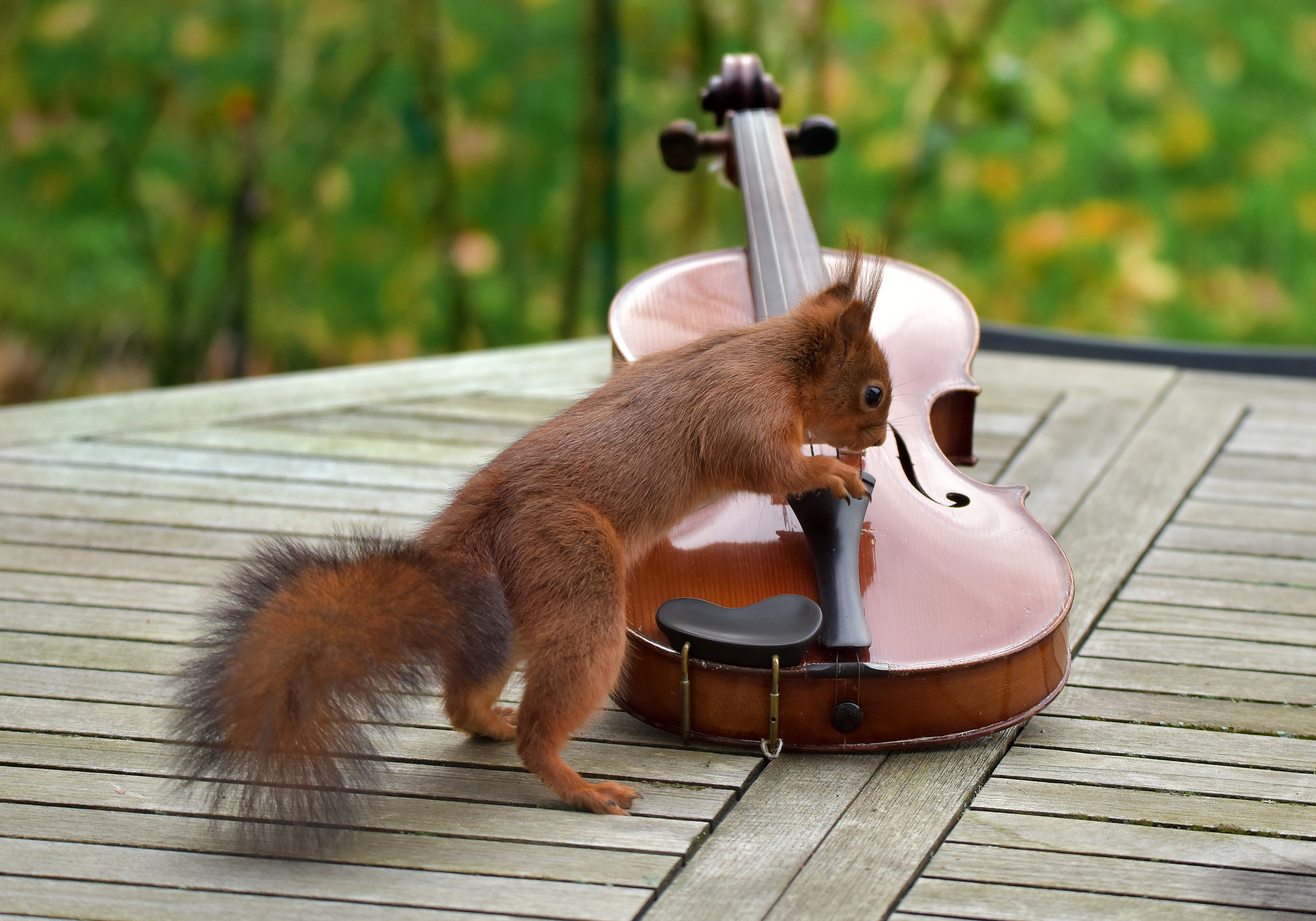 Le violoniste - marc Chapelat