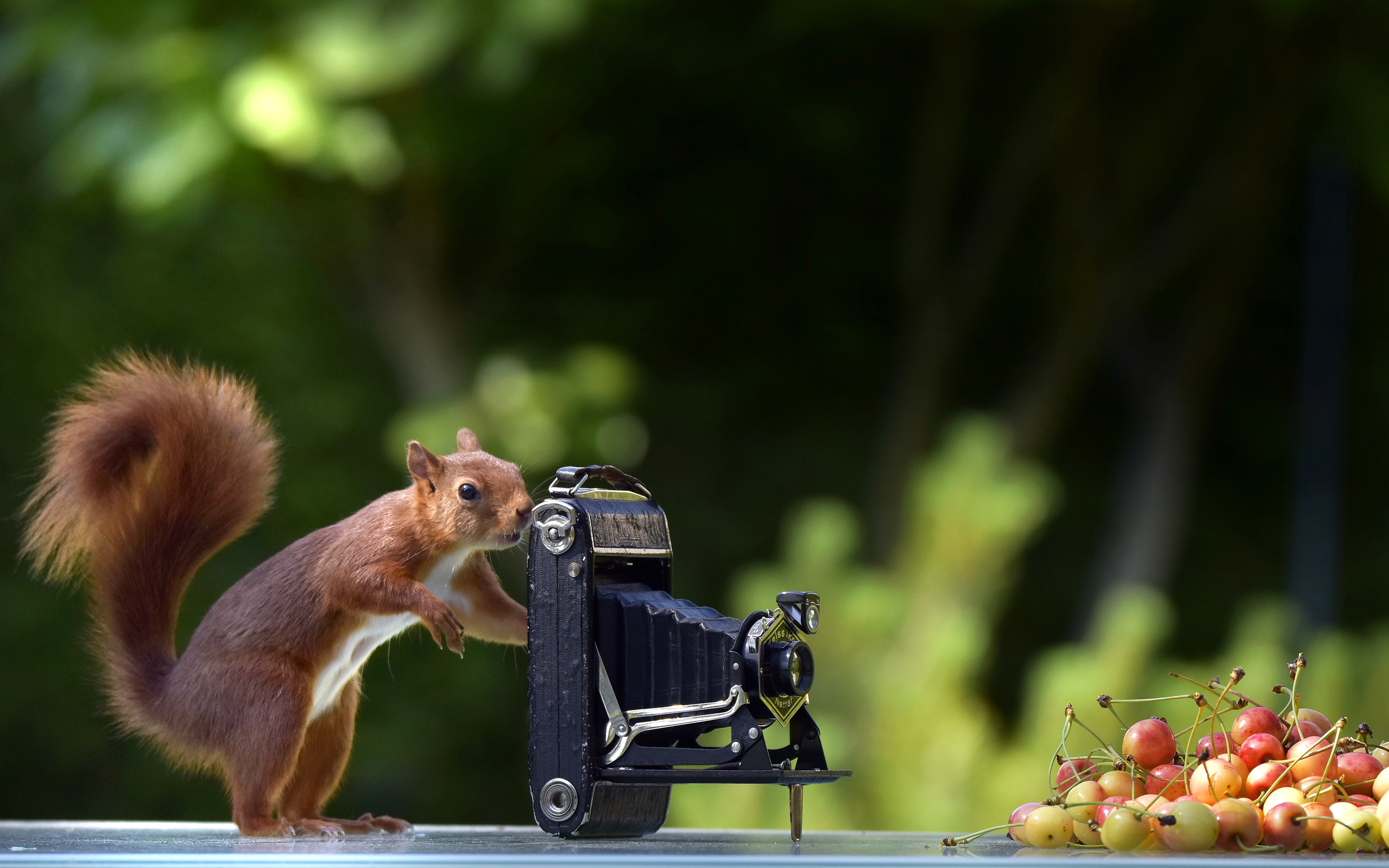 le Photographe - marc chapelat