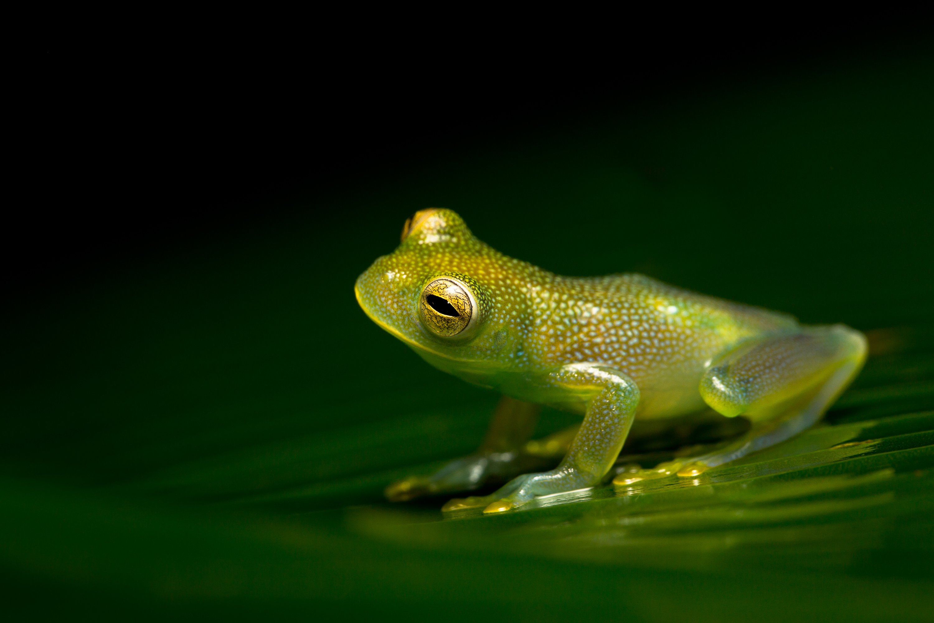 Grenouille de verre - Pascal Jahan