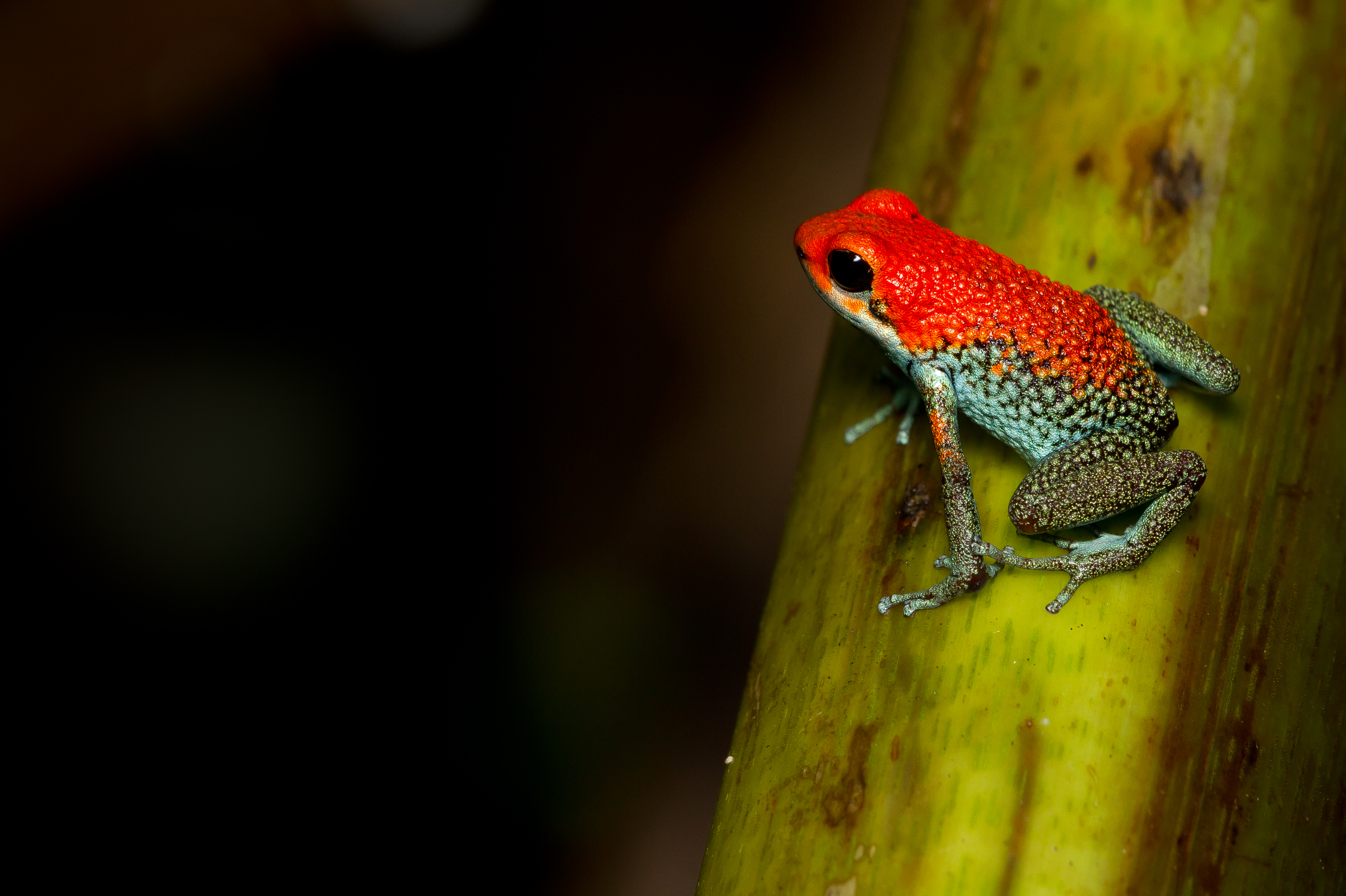 Dendrobate - Pascal Jahan