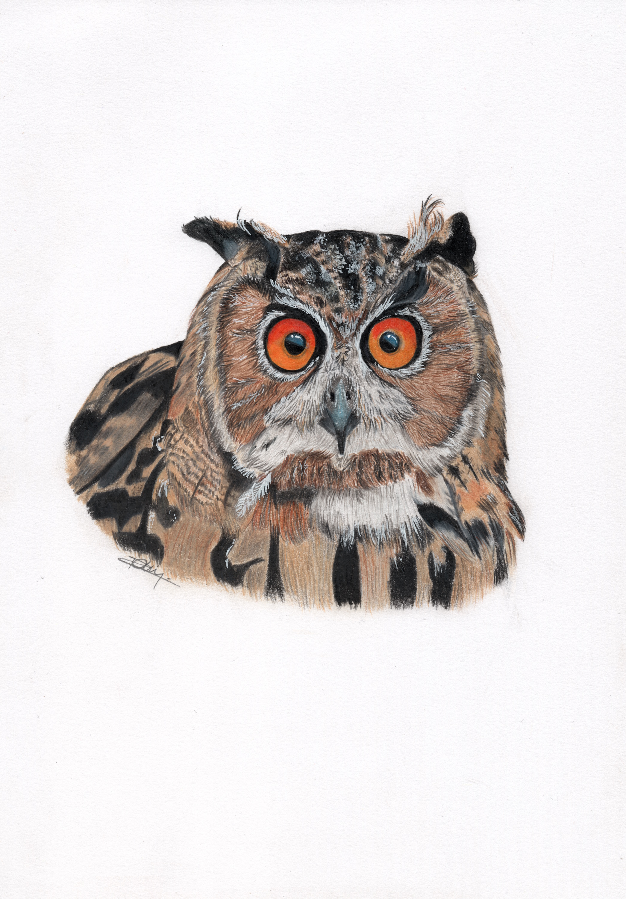Hibou grand-duc / Bubo bubo - Manon Rolin