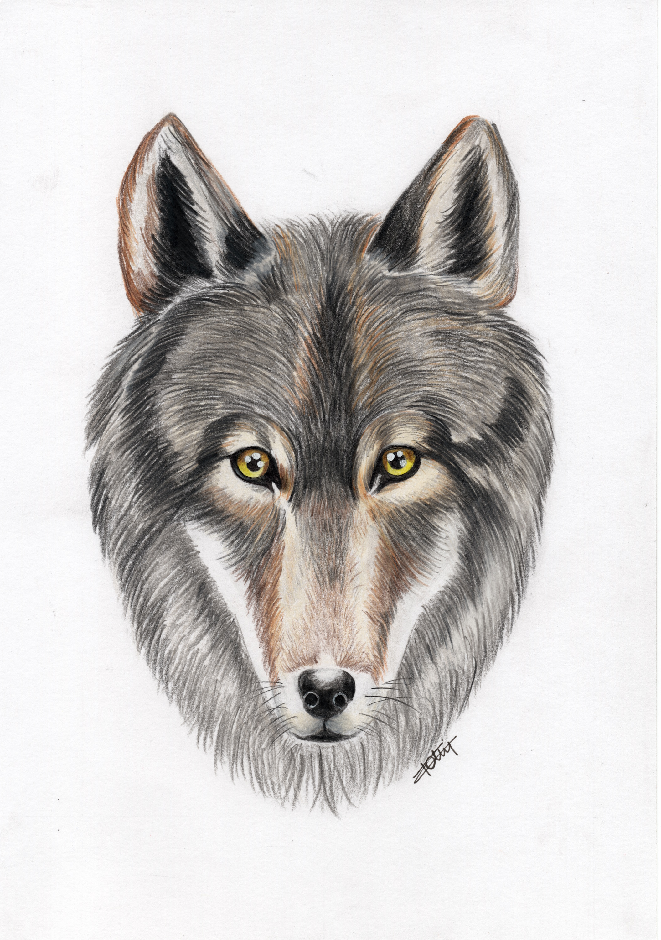 Loup gris / Canis Lupus - Manon Rolin