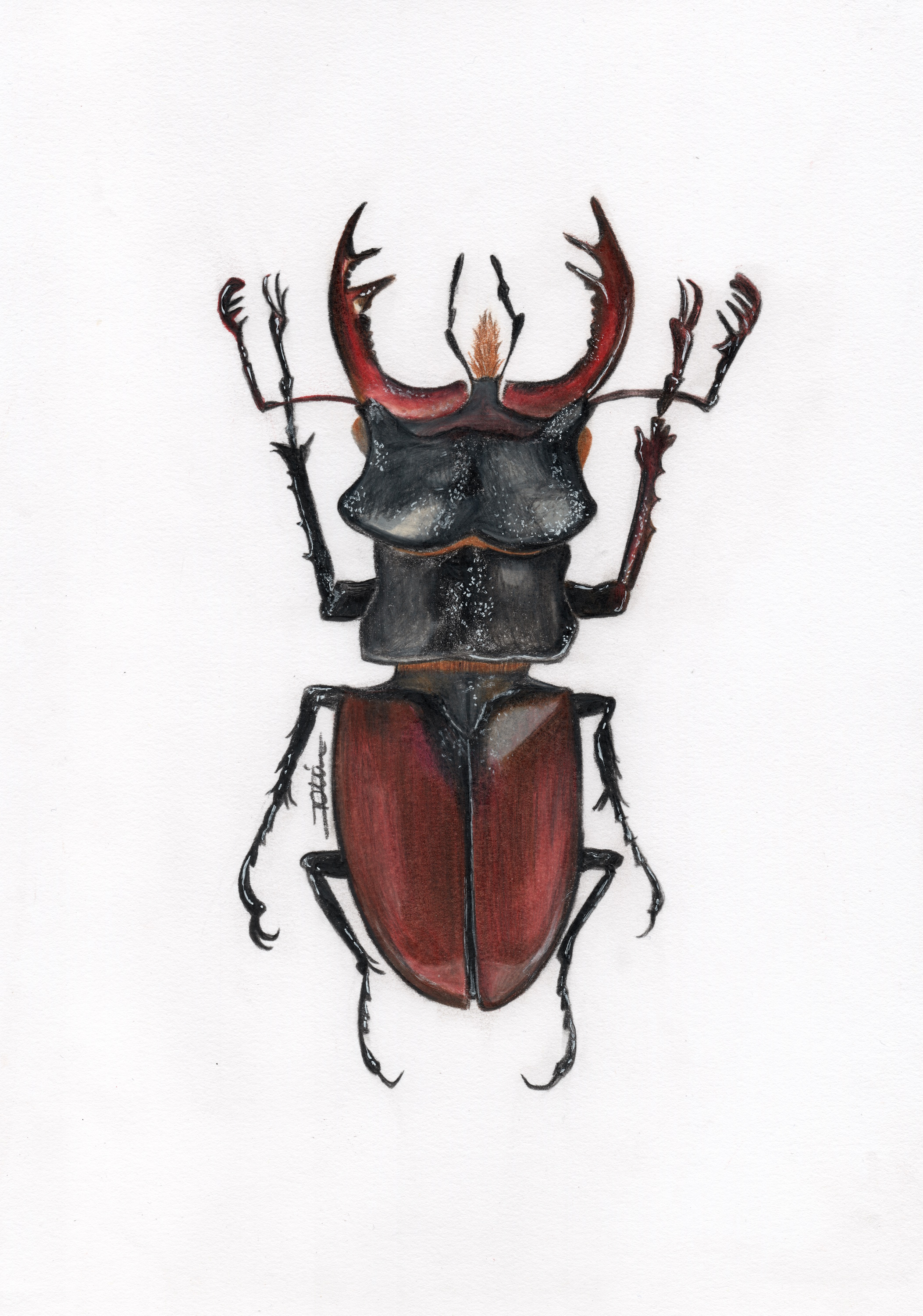 Lucane cerf-volant / Lucanus cervus - Manon Rolin